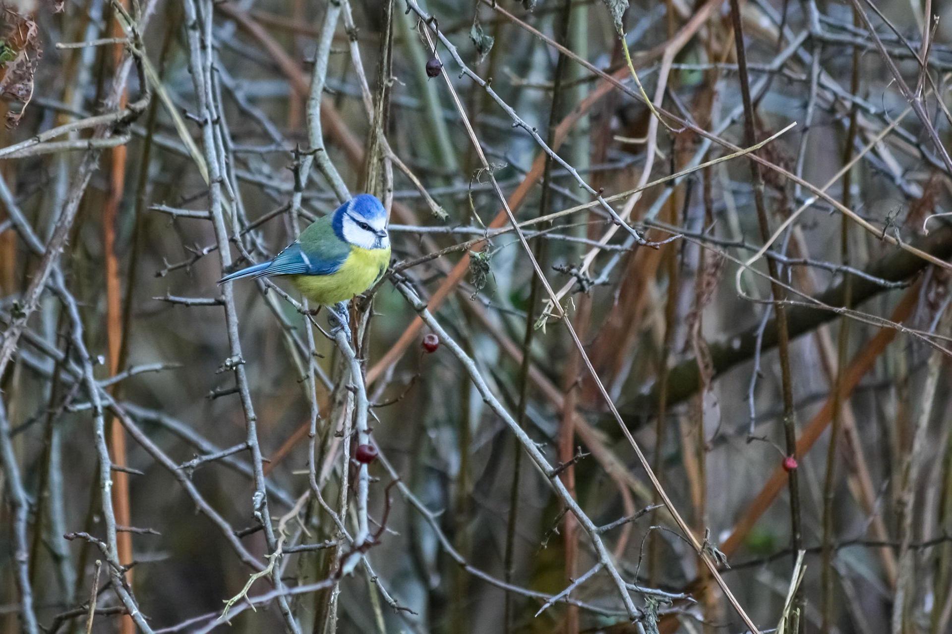 Blue Tit Perched on a Hawthorn branch