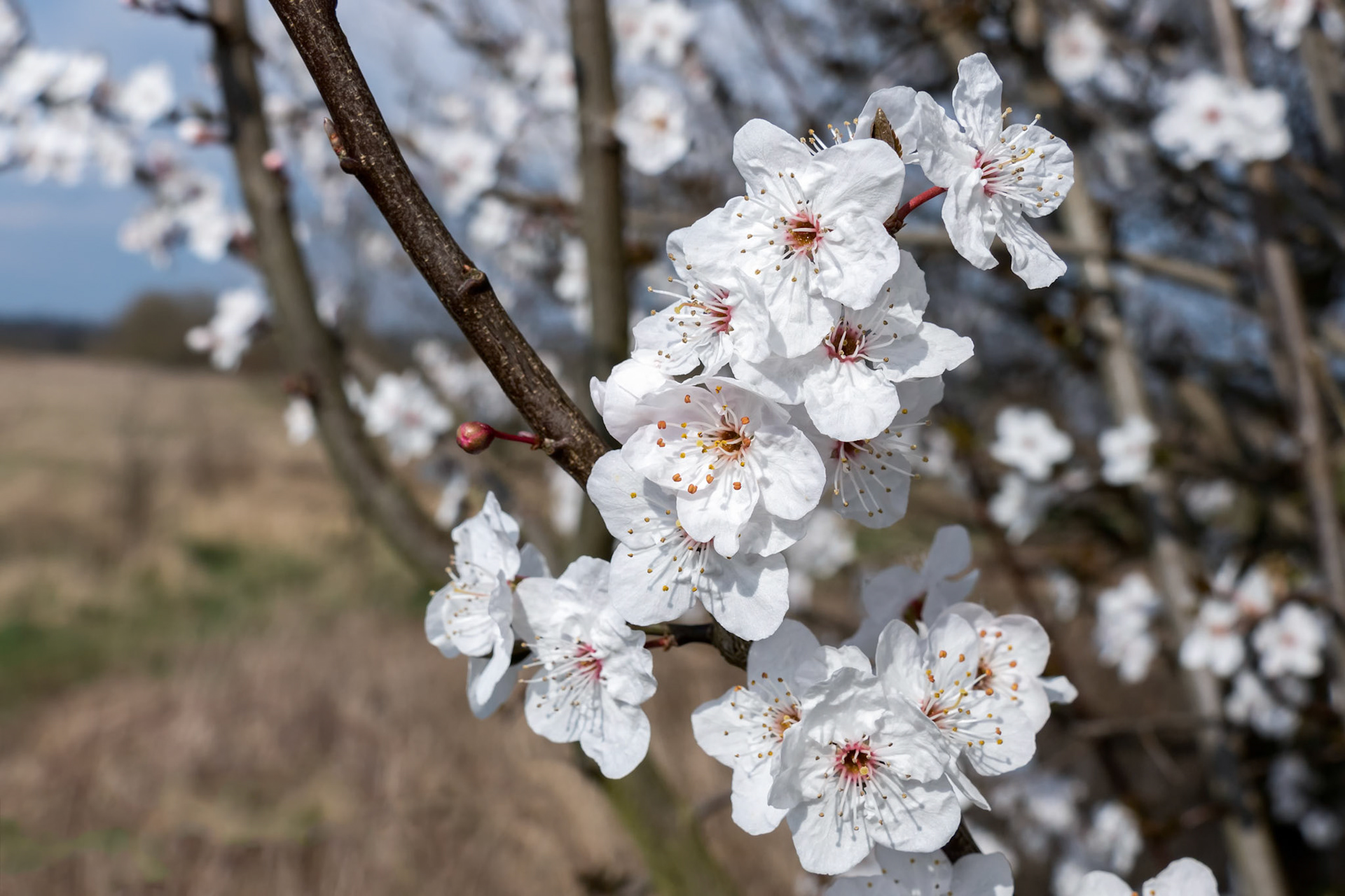 Apple Blossom