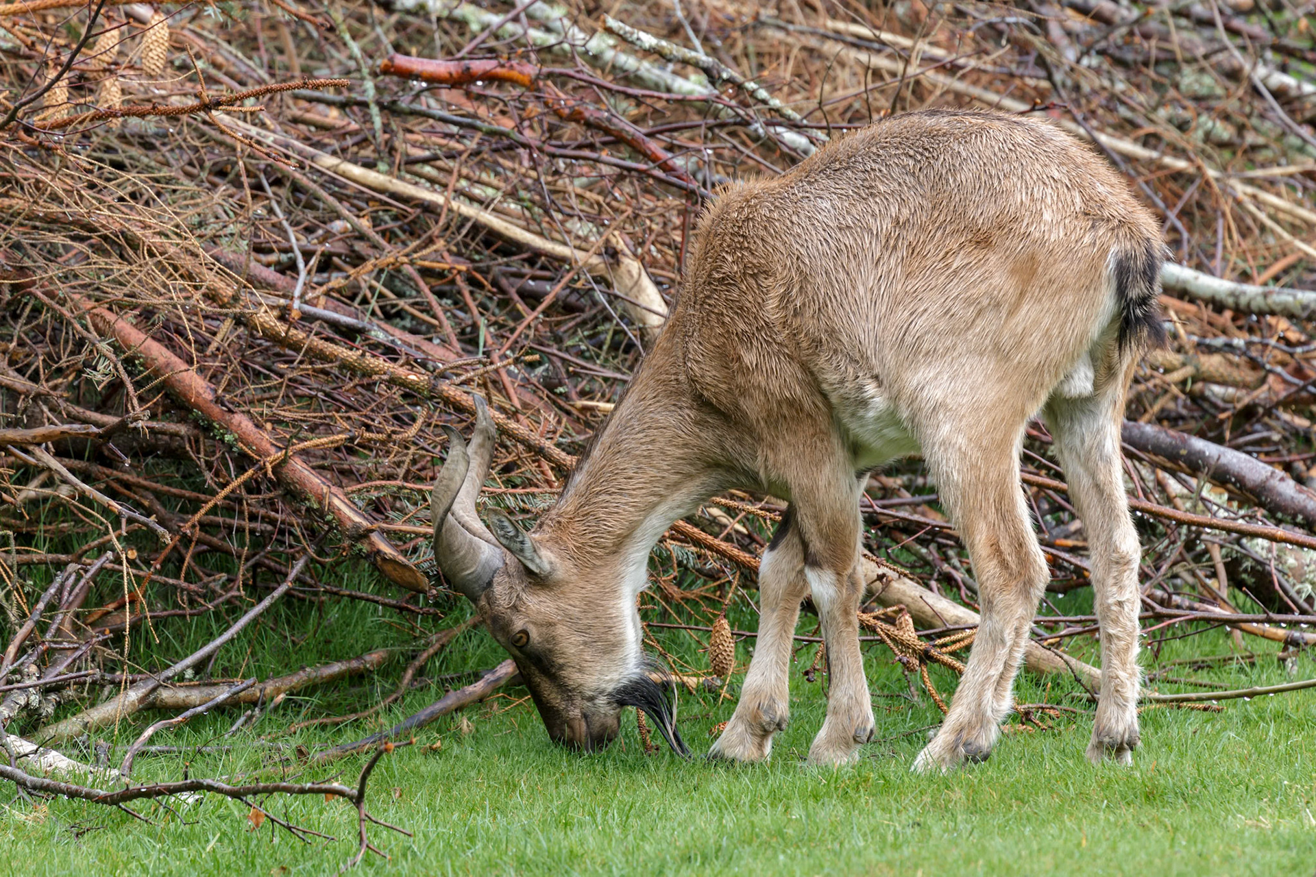 Turkmenian Markhor (Capra falconeri heptneri)