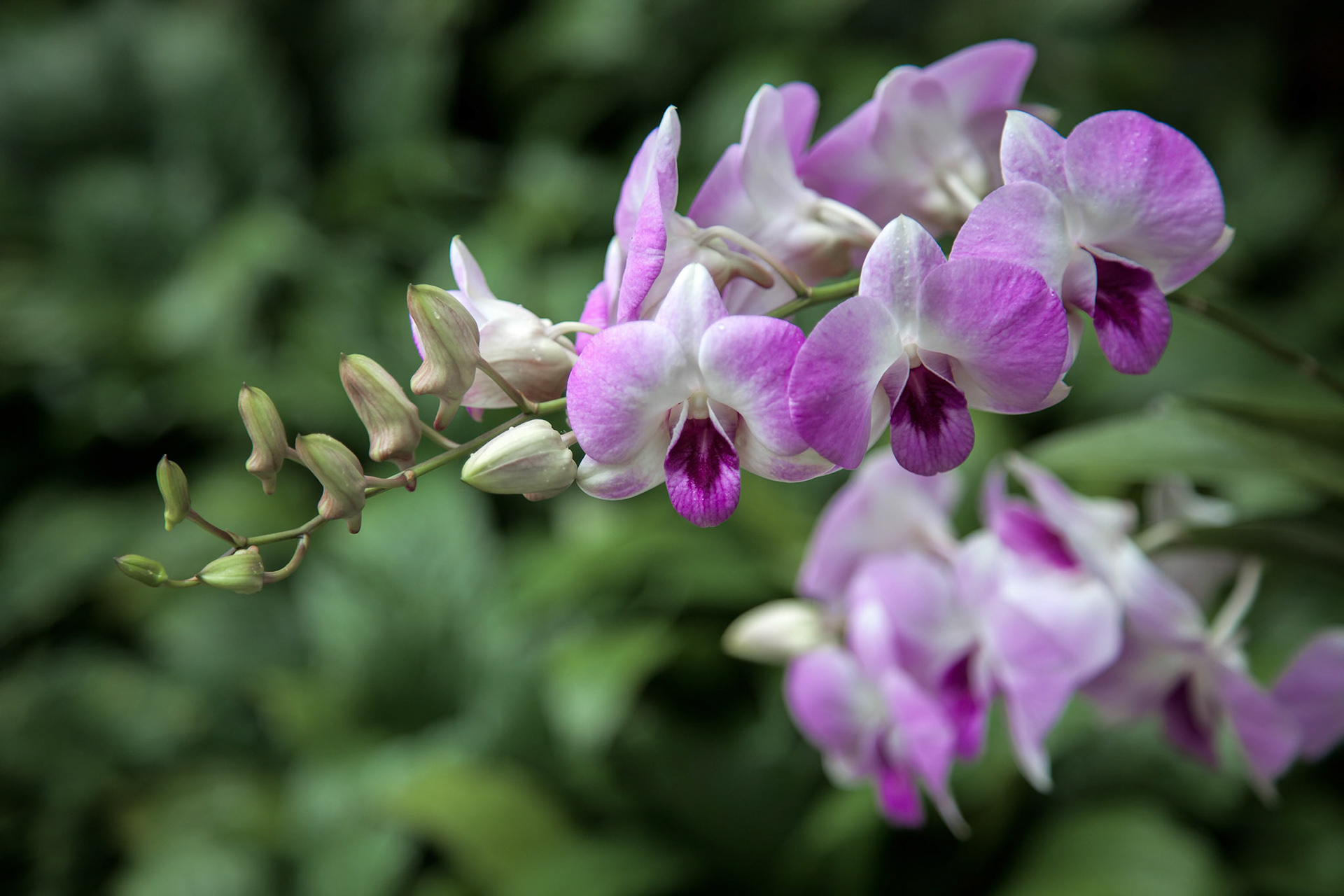 Dendrobium Sheikh Sabah Al-Ahmad (Dendrobium Neha x Dendrobium Chao Praya Candy)