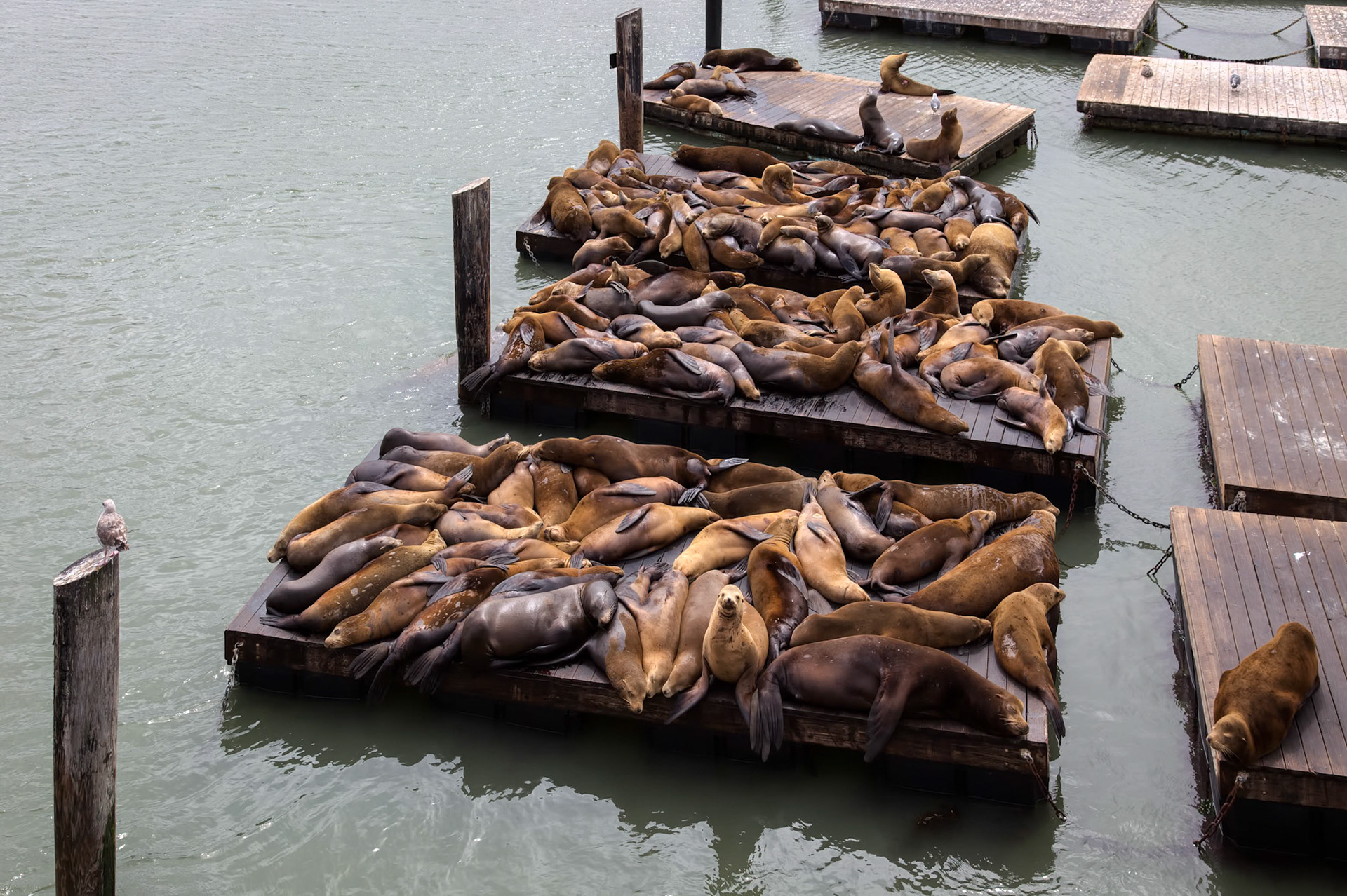 California Sea Lion (Zalophus californianus)