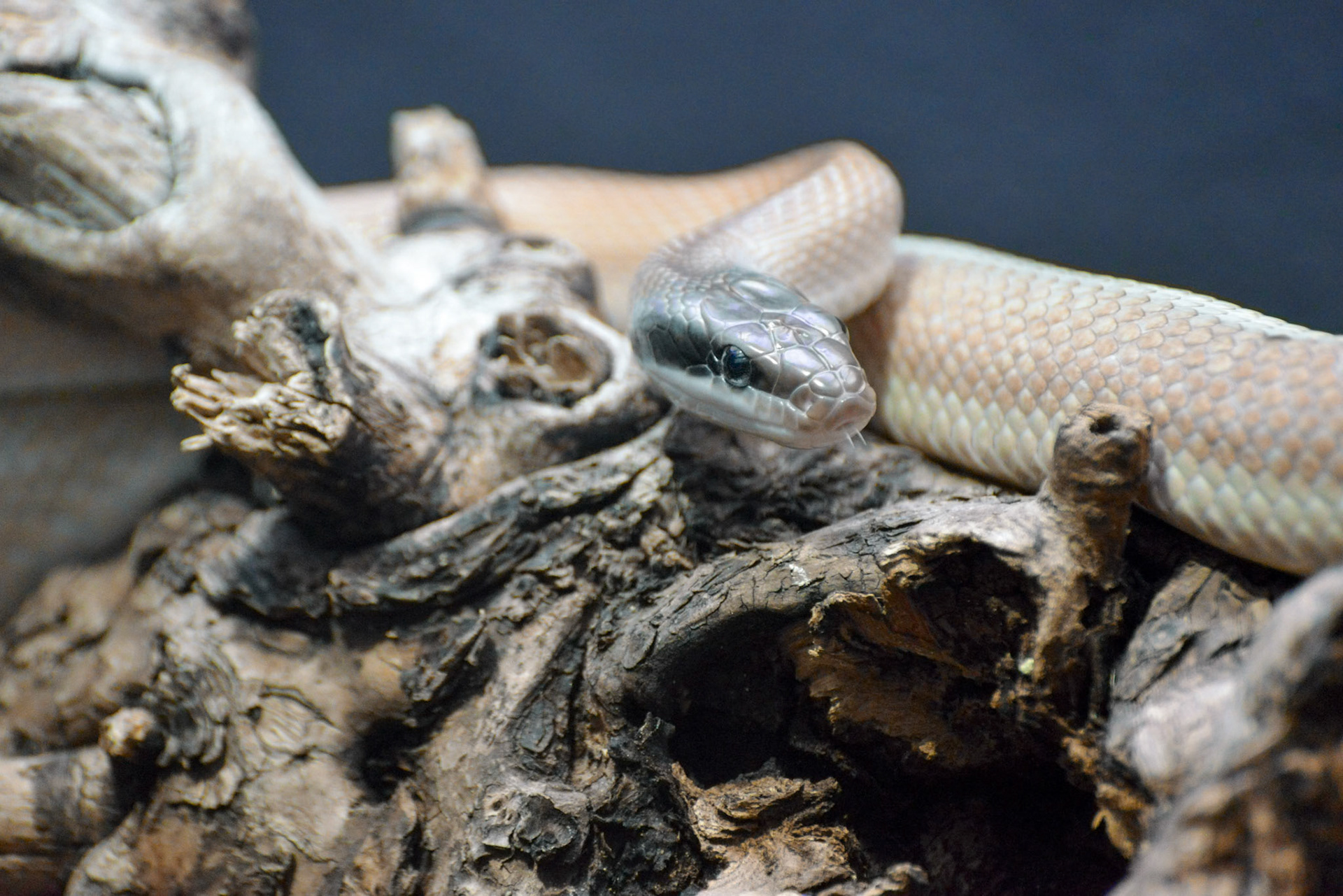 Cave Racer (Elaphe taeniura ridleyi)