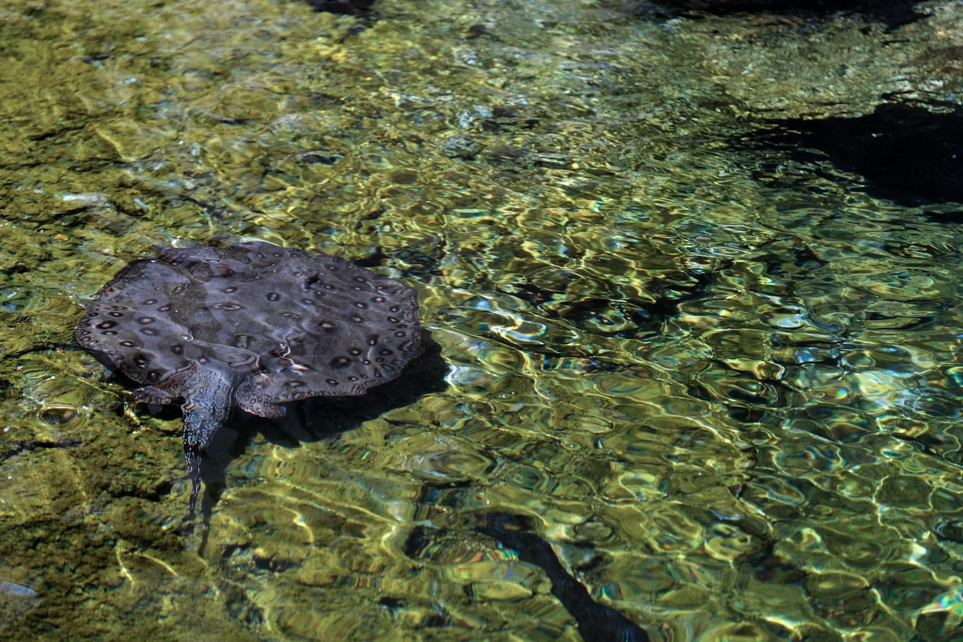 FUENGIROLA, ANDALUCIA/SPAIN - JULY 4 : Ray Swimming at the Bioparc in Fuengirola Costa del Sol Spain on July 4, 2017