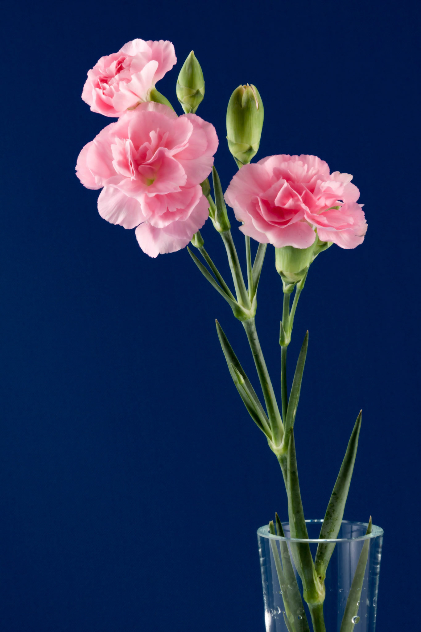 Display of a Small Group of Pinks