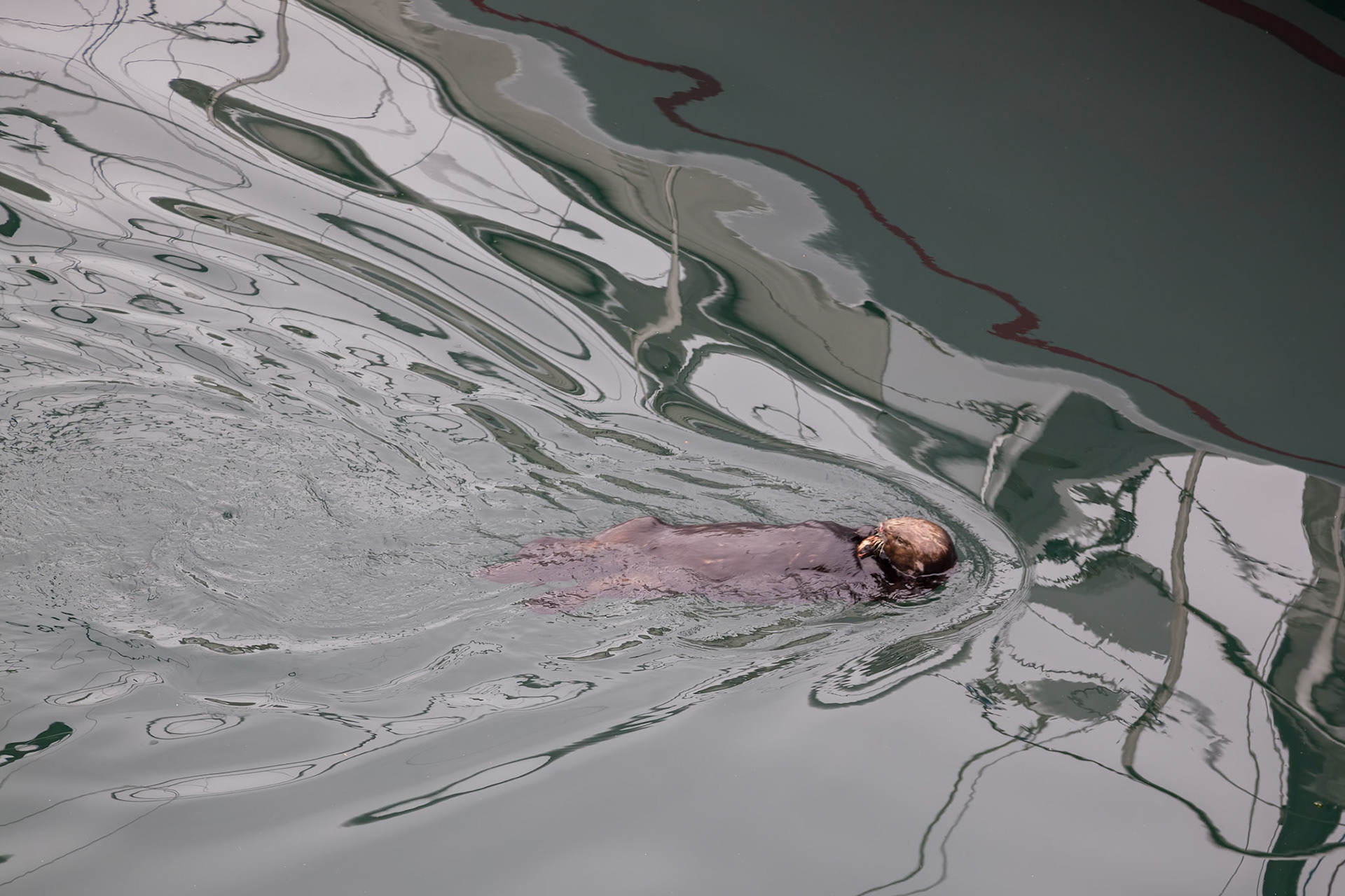 Sea Otter (Enhydra lutris)