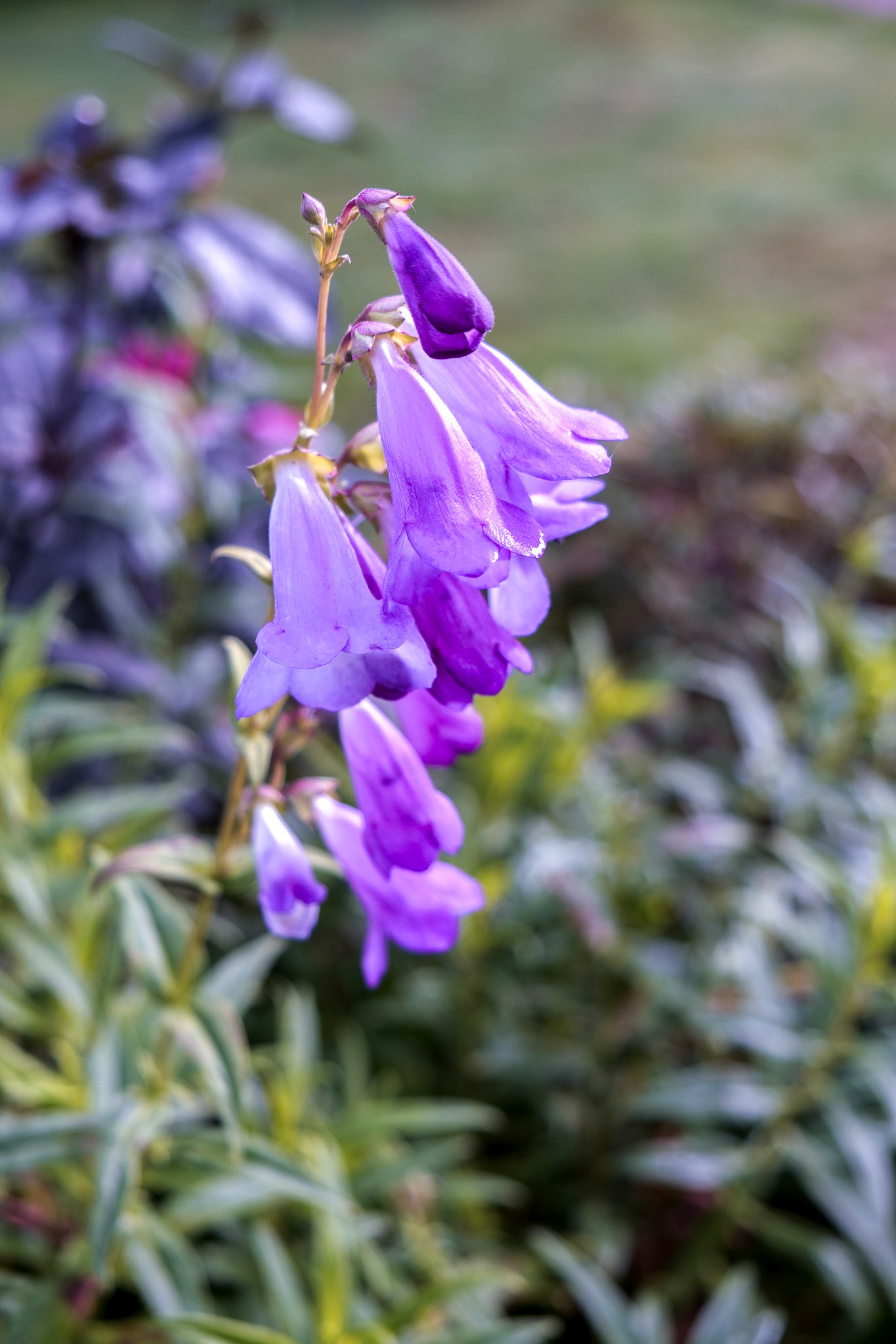 Mauve Penstemon flowering in autumn in East Grinstead