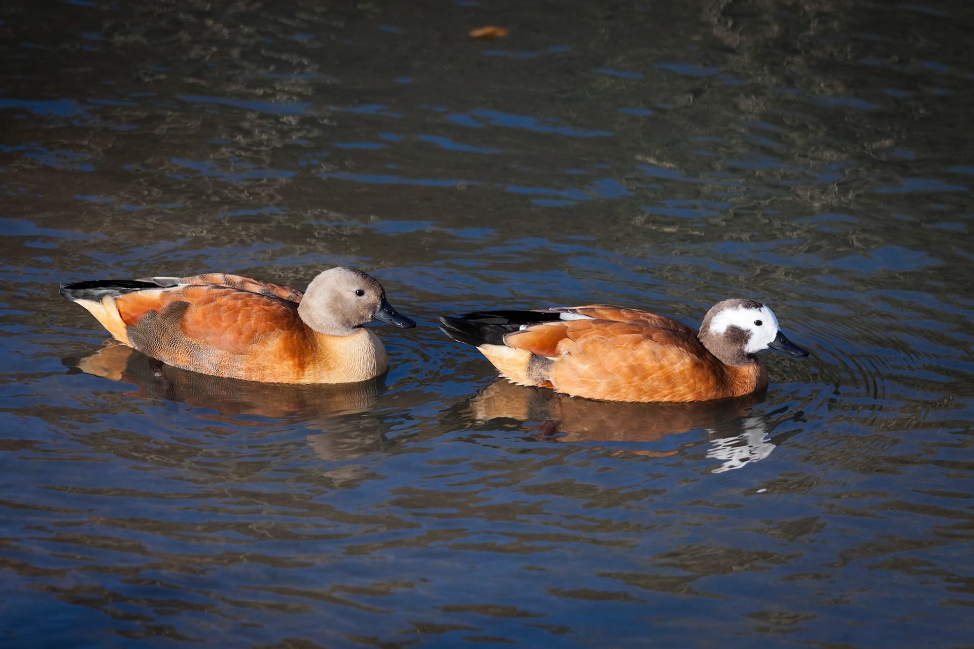 A pair of South African Shelduck (tadorna cana)