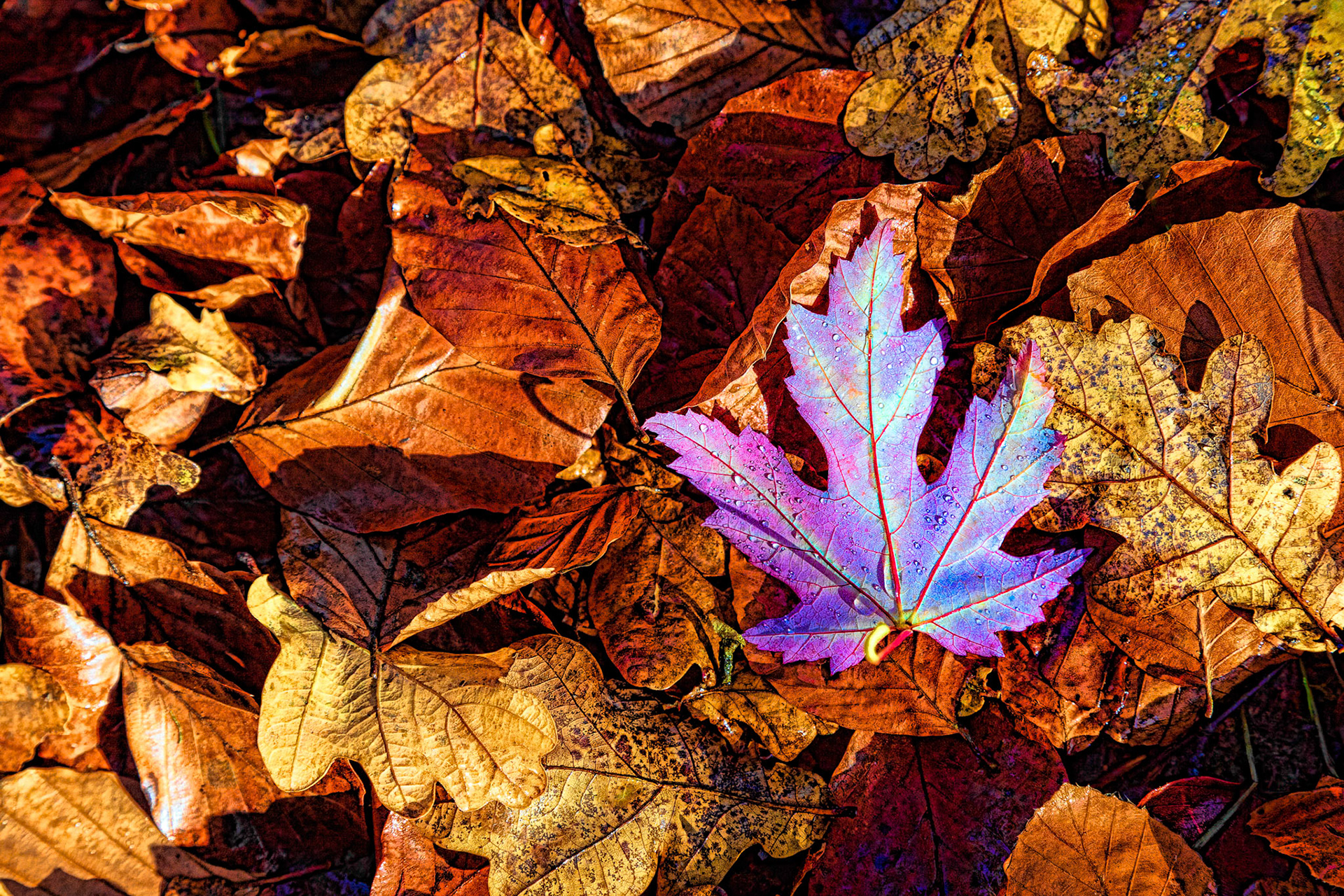 Autumn leaves
