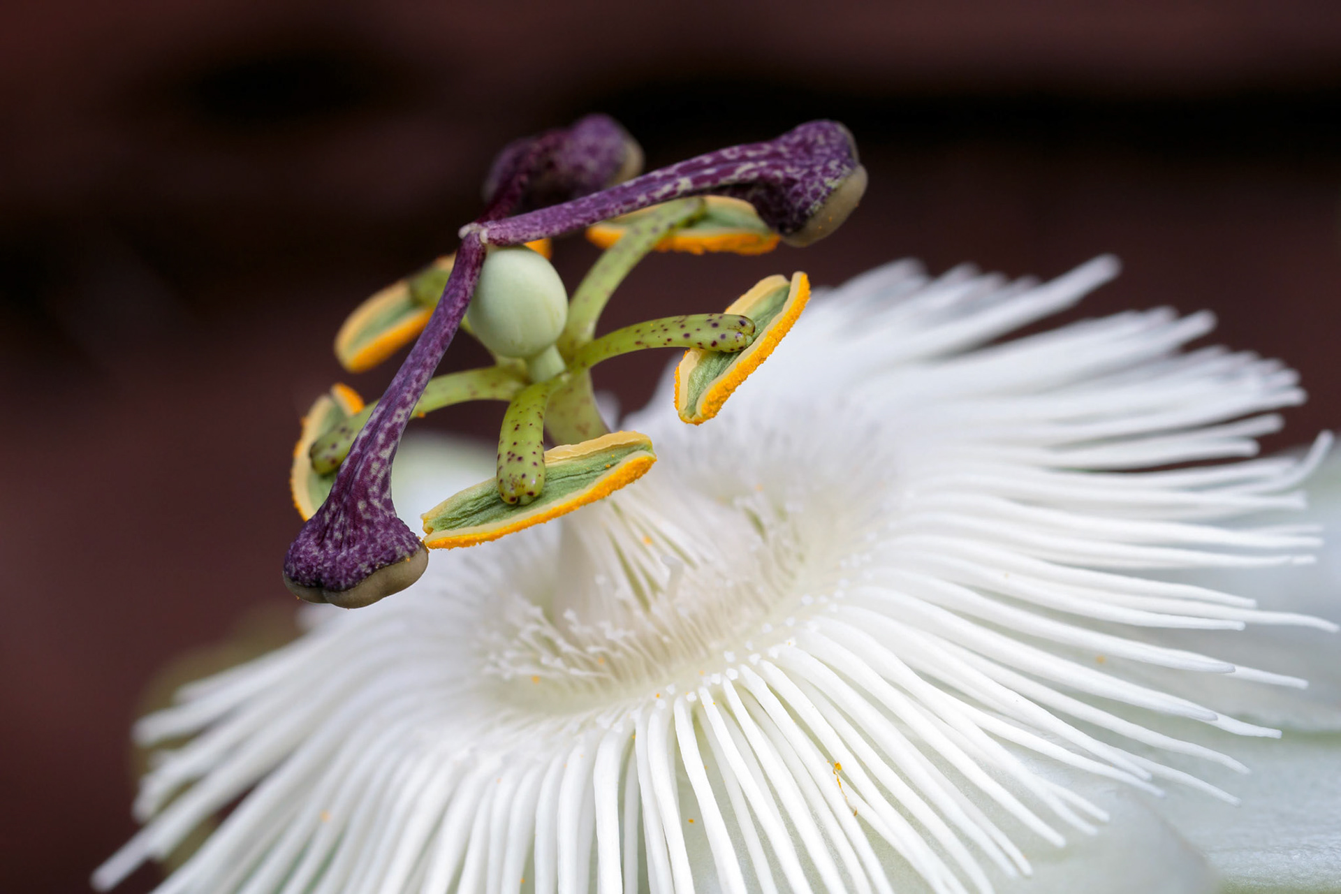 Passion Flower (Passifloraceae)