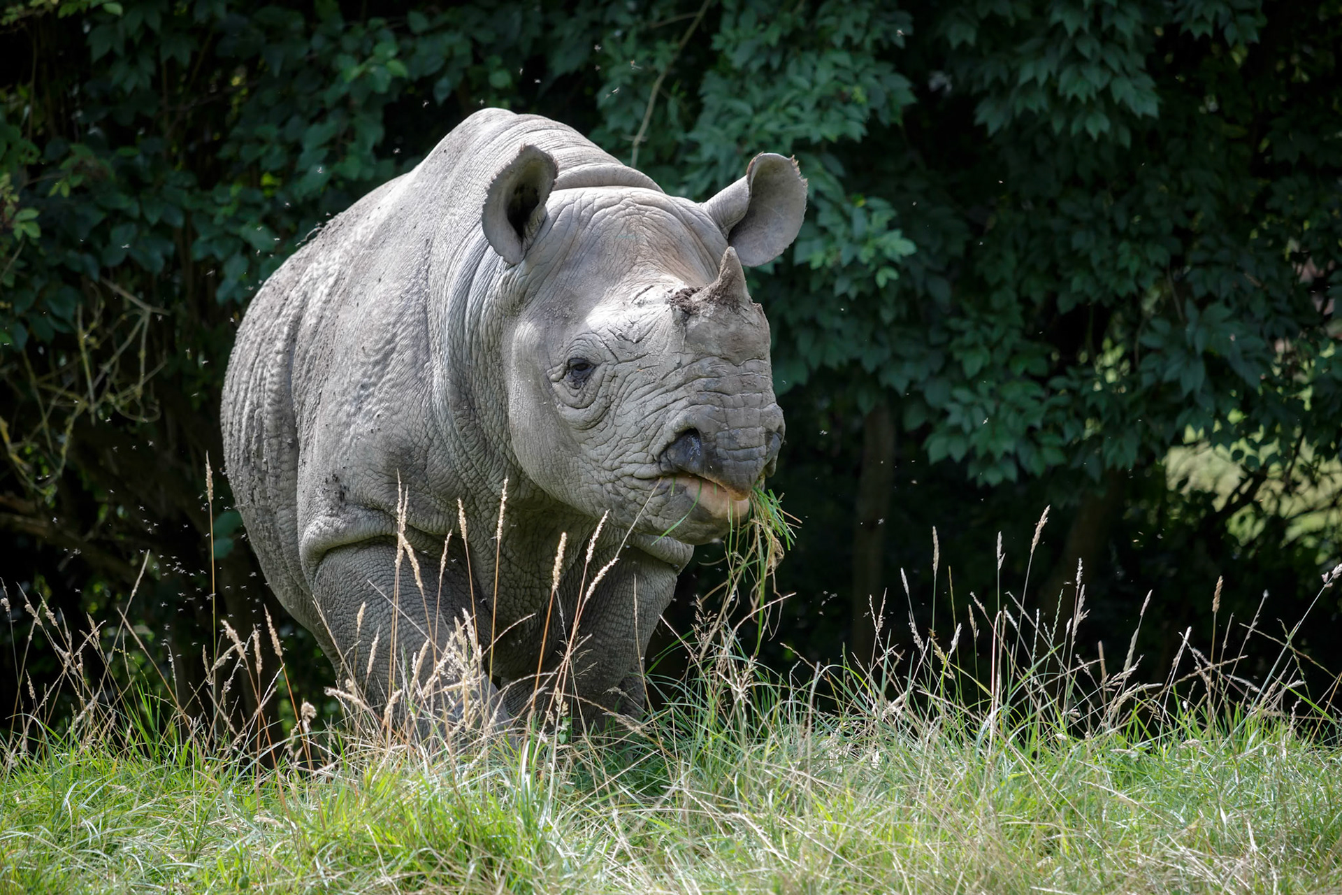 Black Rhinoceros or Hook-lipped Rhinoceros (Diceros bicornis)