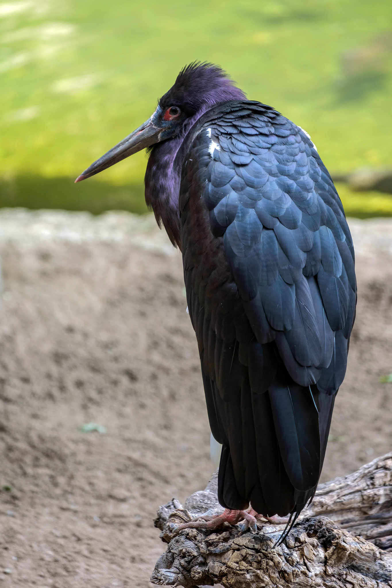 Abdim's Stork at the Bioparc in Fuengirola