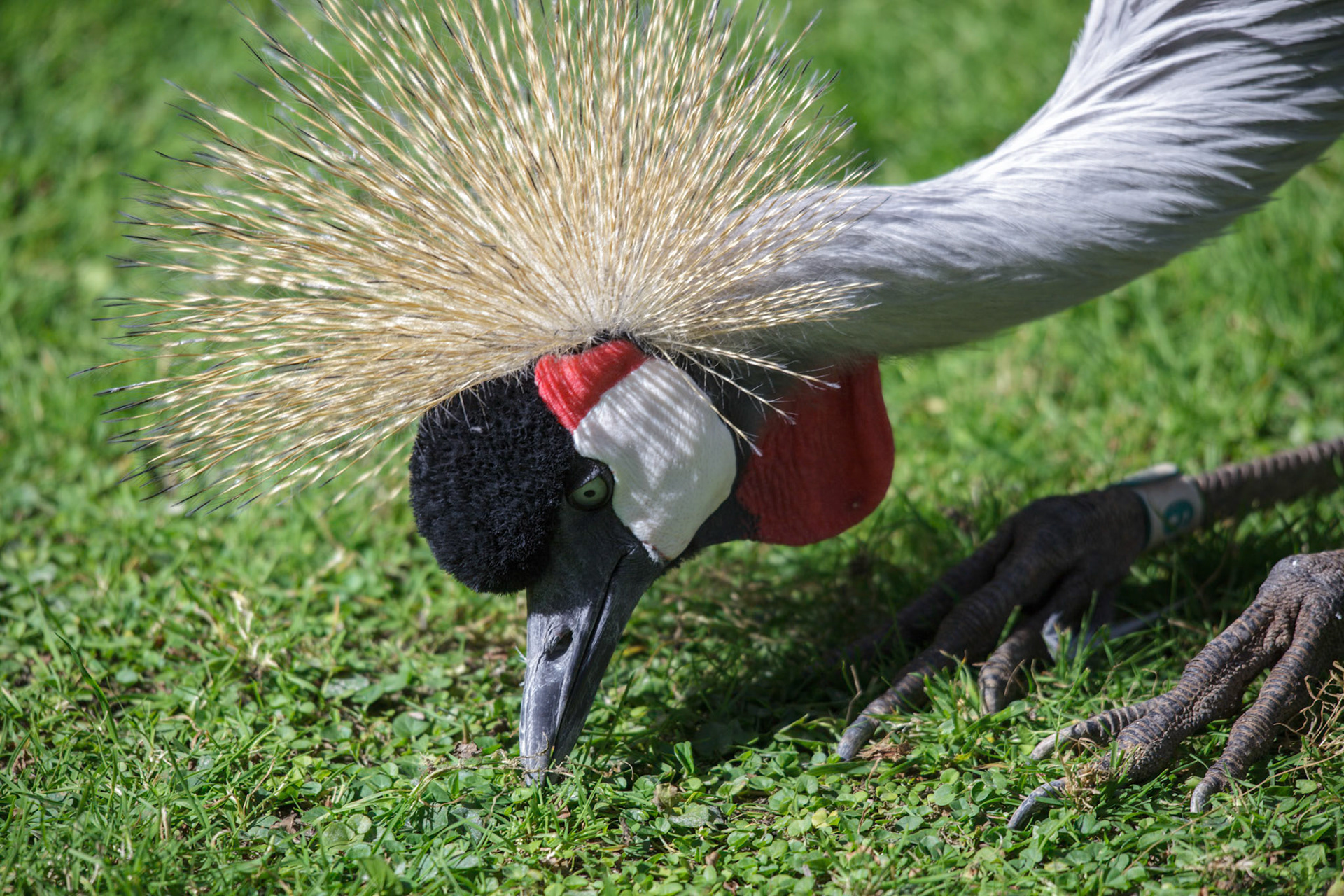 Black Crowned Crane searching for food