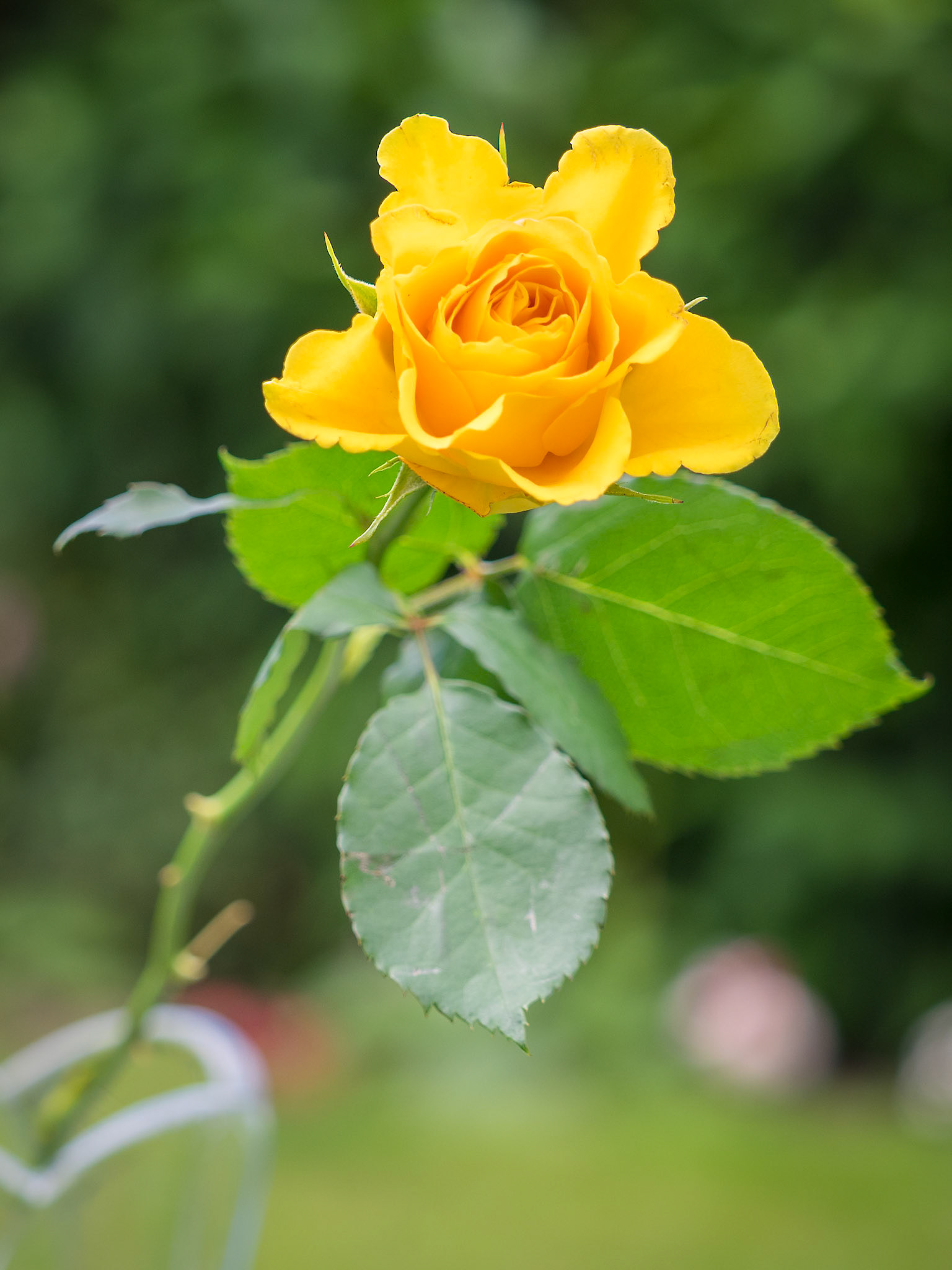 Close-up view of a yellow Hybrid T Rose