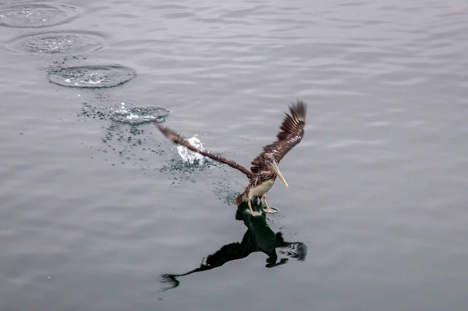 Brown Pelican (Pelecanus occidentalis)
