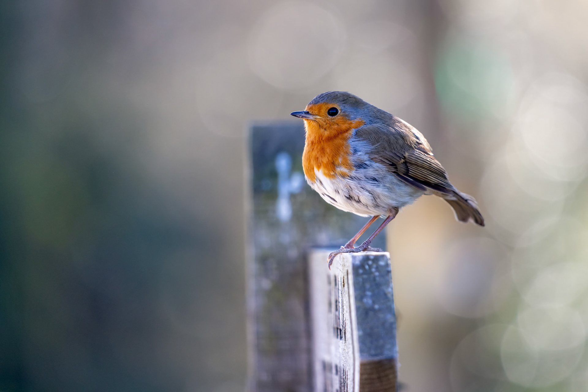 Close-up of an alert Robin standing on a wooden signpost