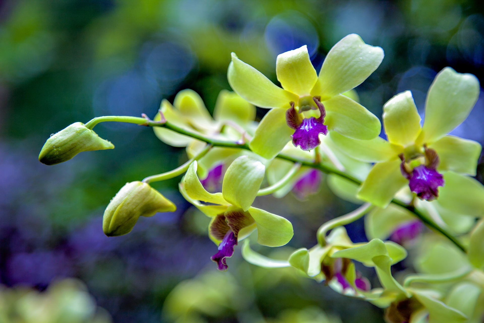 Dendrobium Jean Chretien (Dendrobium Mak See X Dendrobium Anching Lubag)