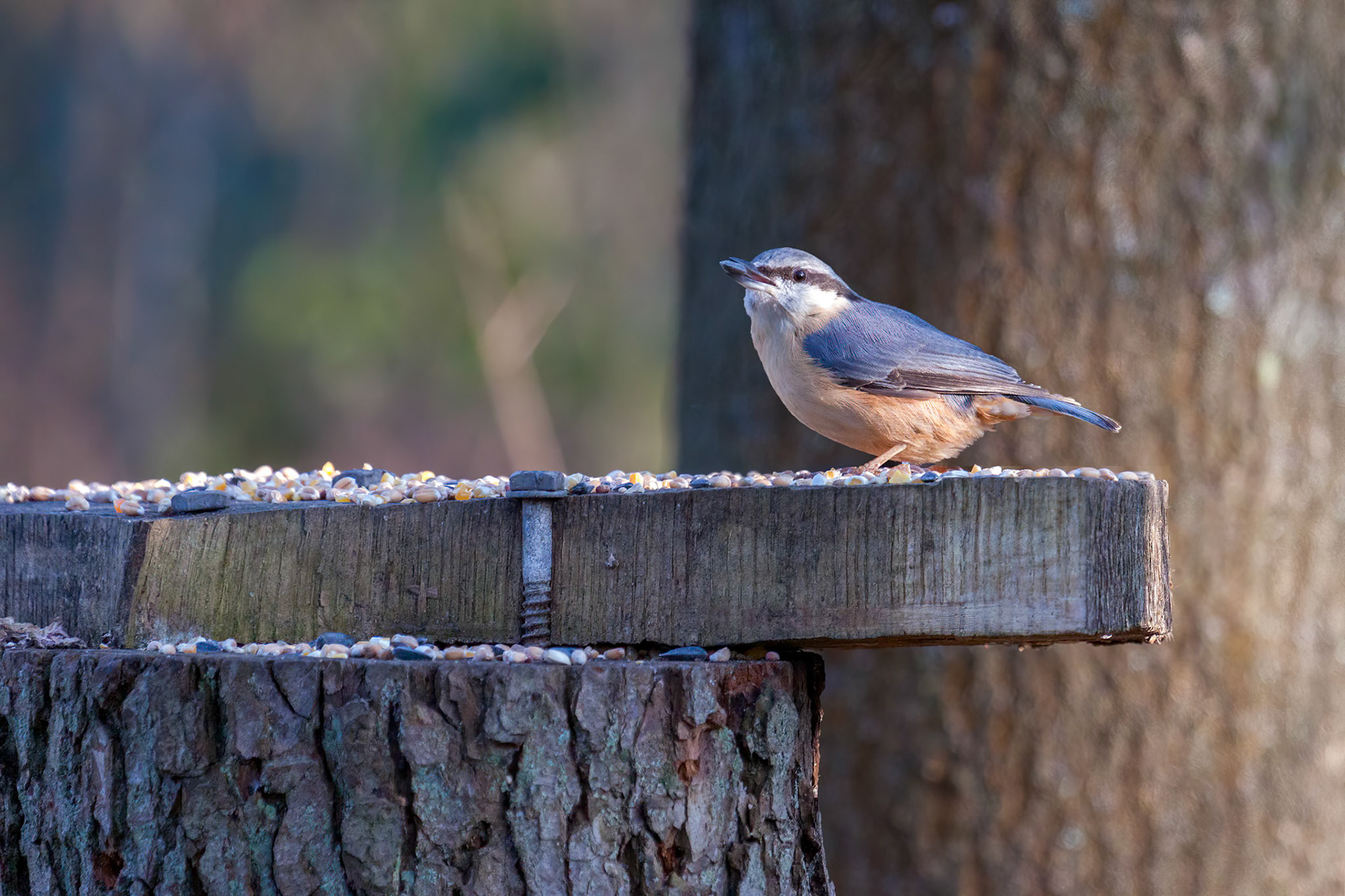 Nuthatch perched on tree stump with a seed in its beak