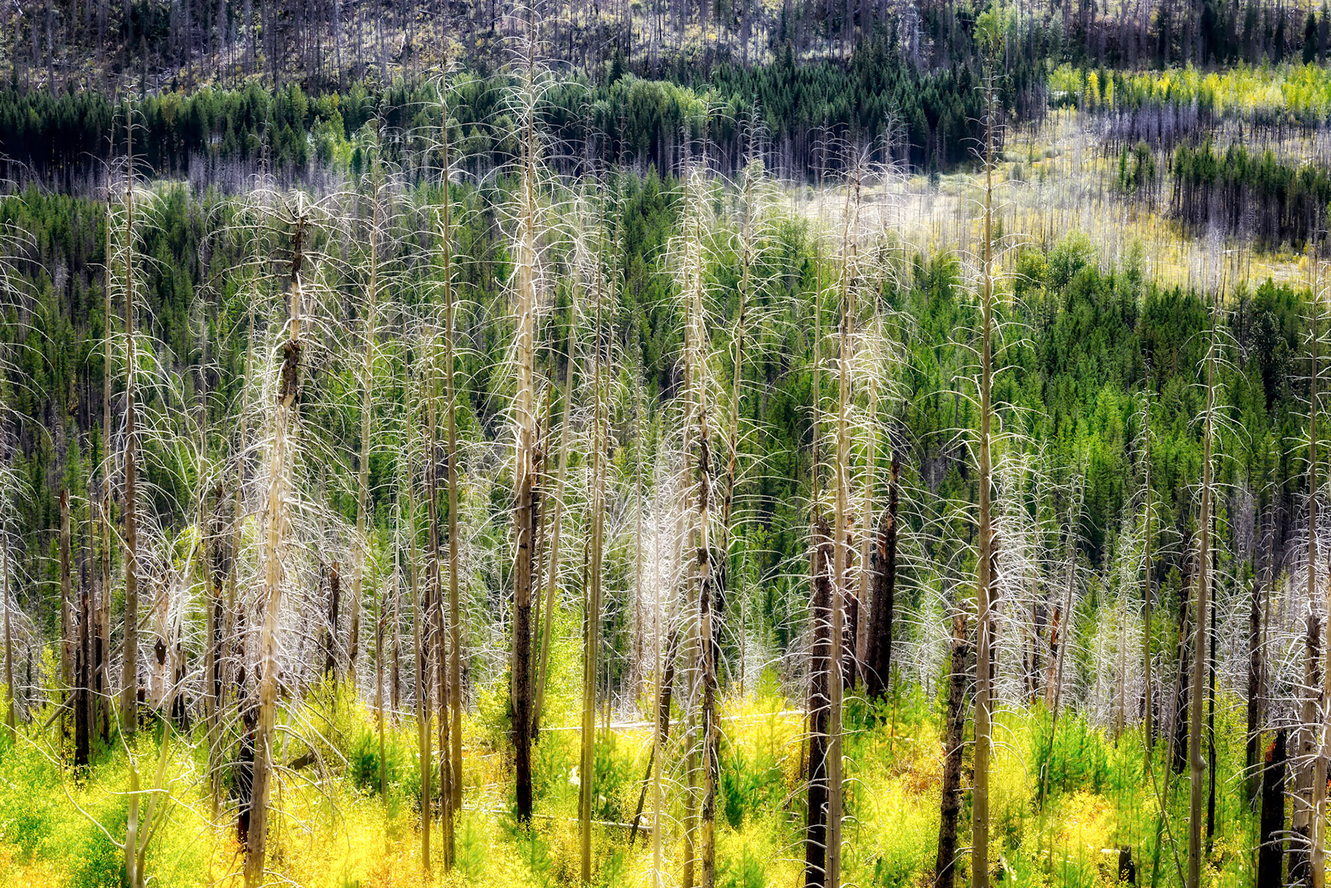 Fire Damaged Trees in Glacier National Park