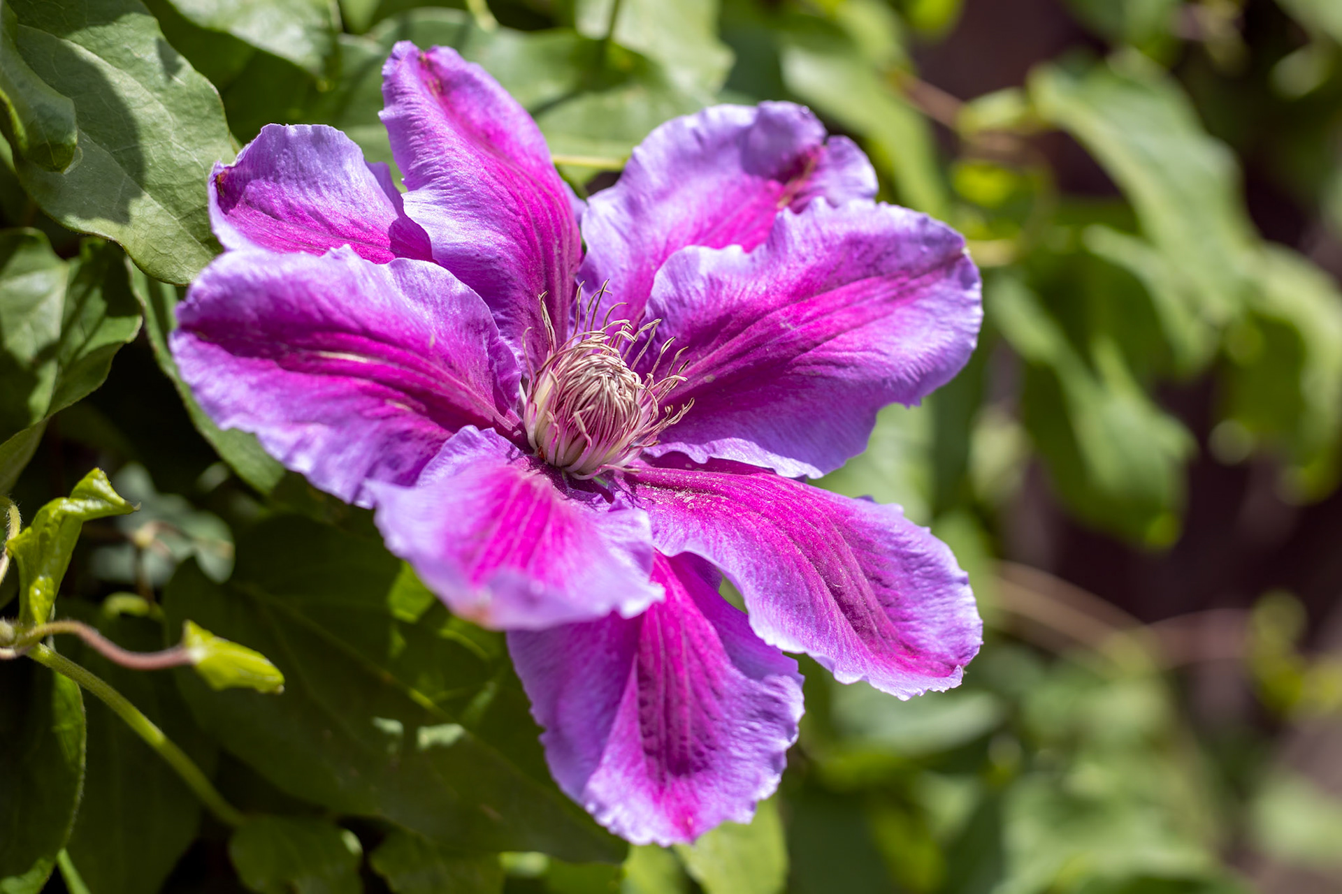Pink Clematis blooming in the spring sunshine