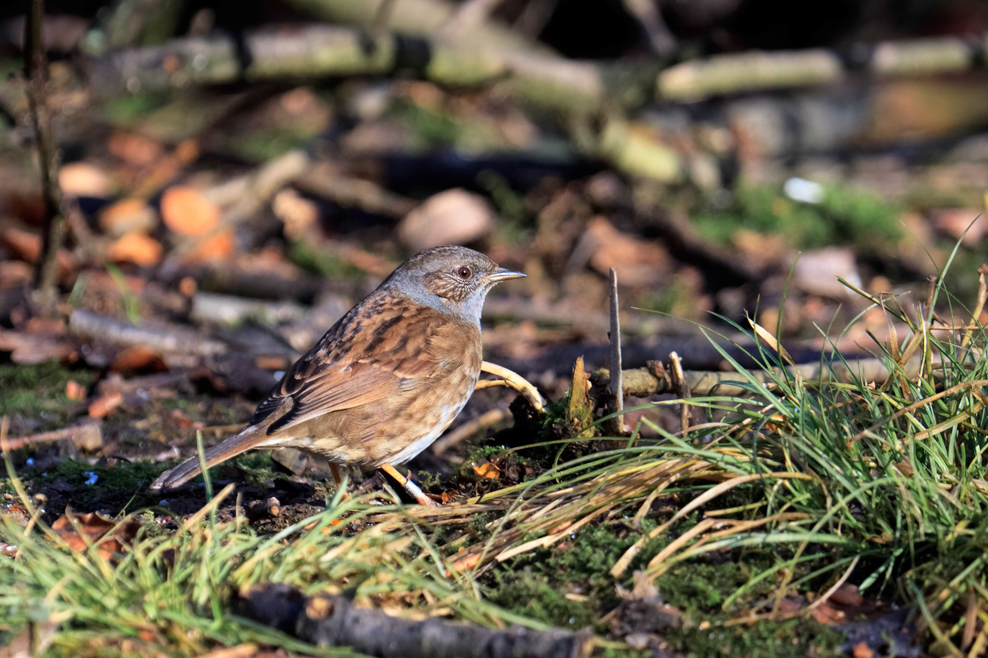 Hedge Accentor on the Canopy Floor