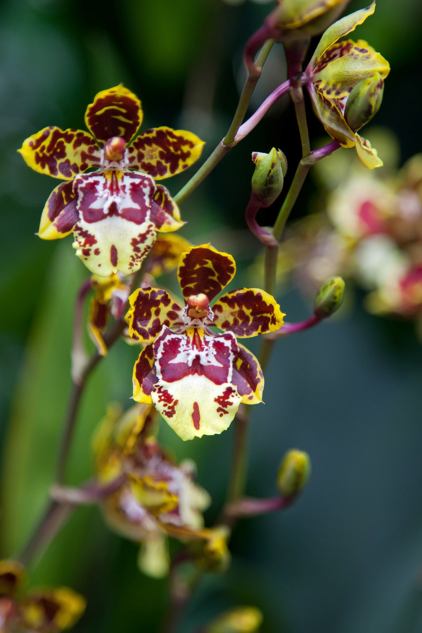 Orchid in Singapore Botannical Gardens