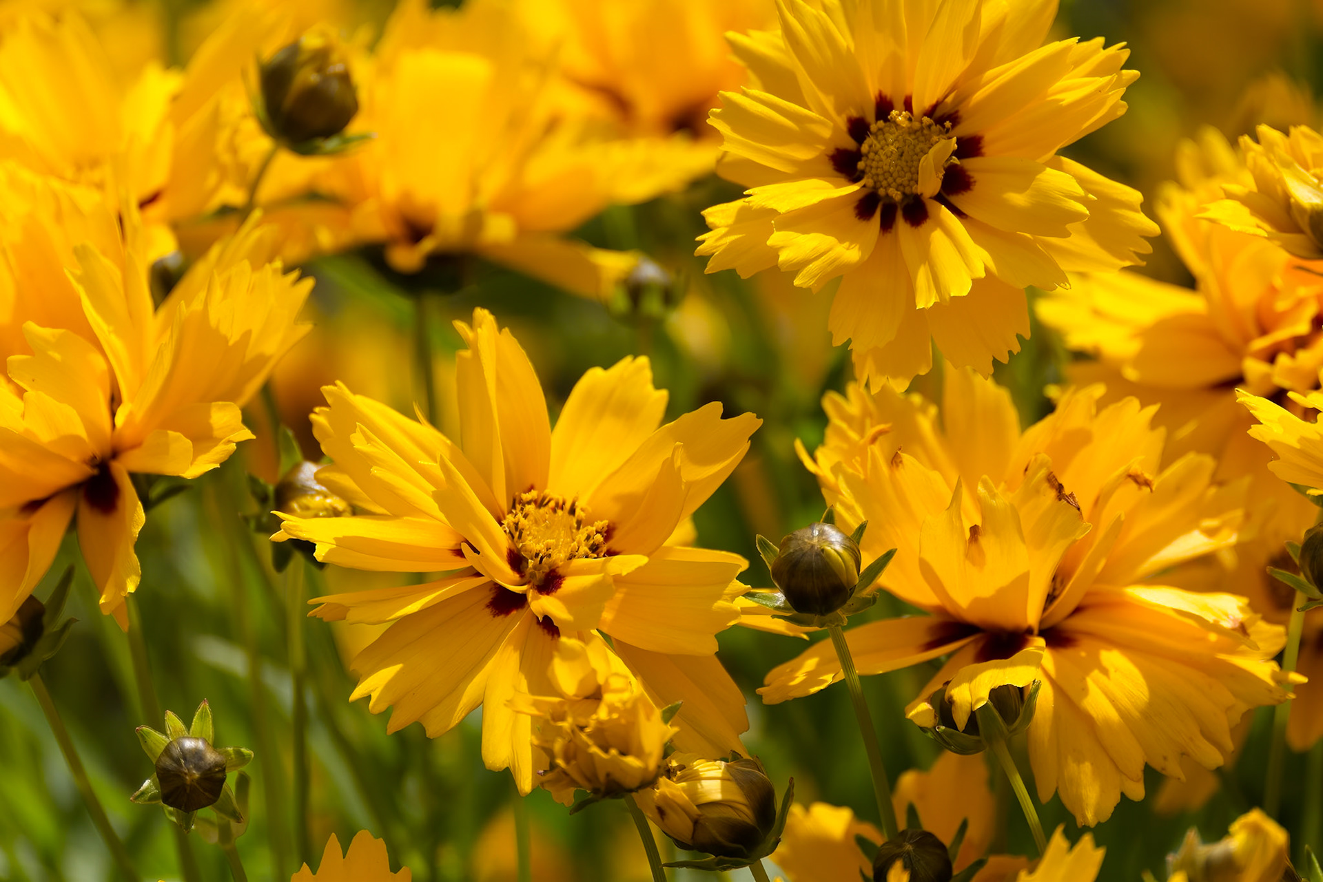 Bigflower Tickseed (Coreopsis Grandiflora Hogg ex Sweet) flowering in East Grinstead