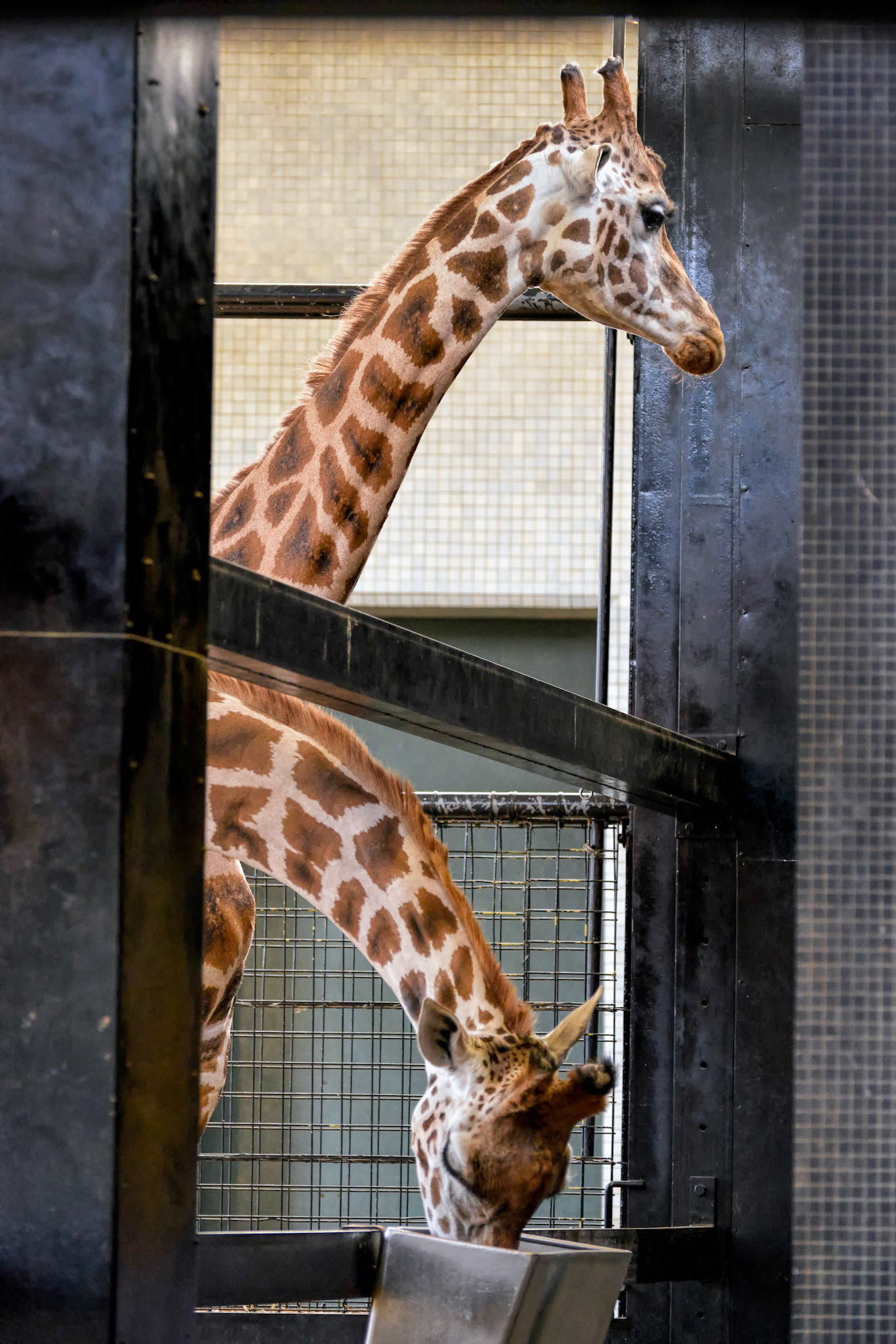 Giraffe (Giraffa camelopardalis)