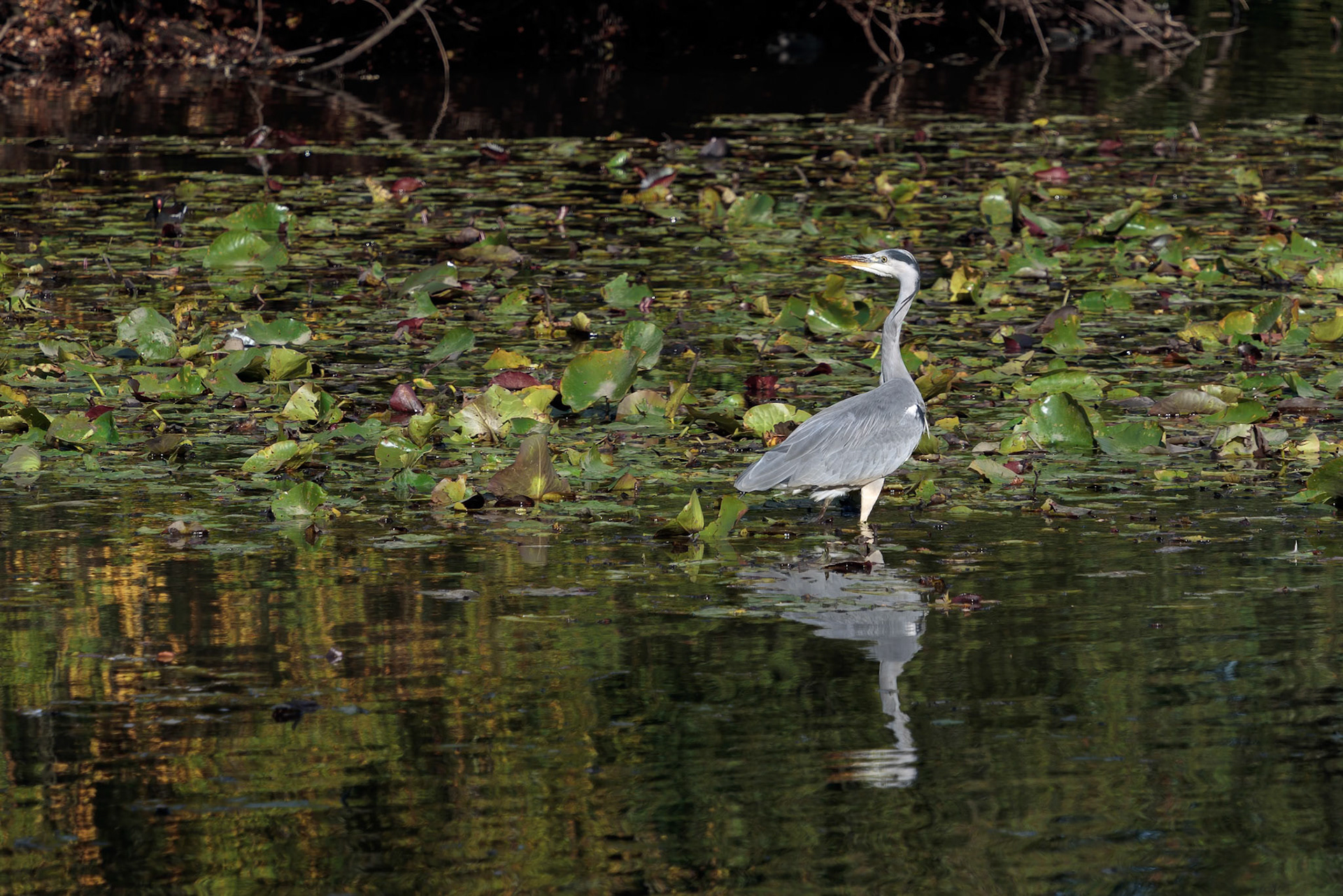 Grey Heron wading through a lake looking for fish by the lily pads