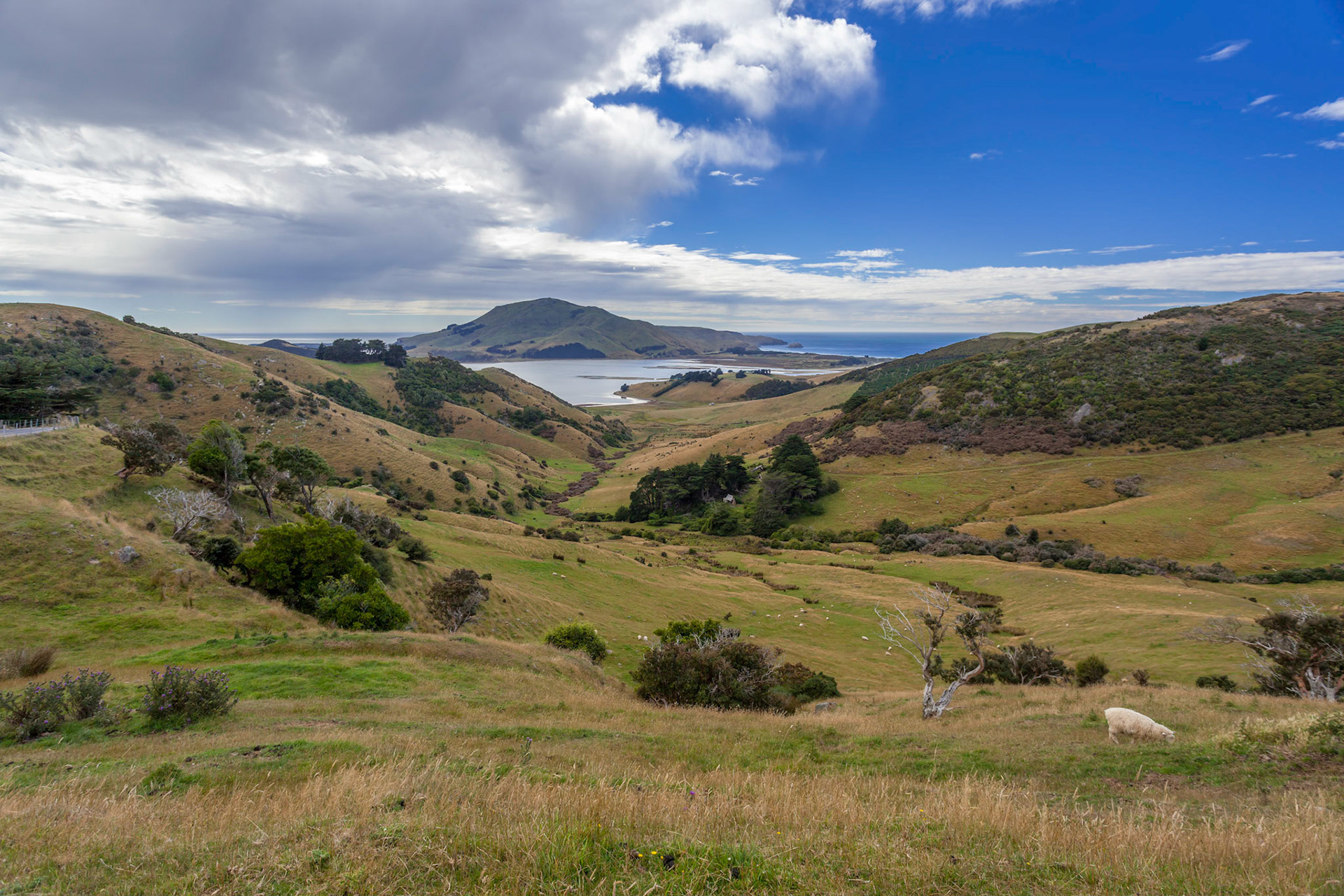 The Otago Peninsula New Zealand