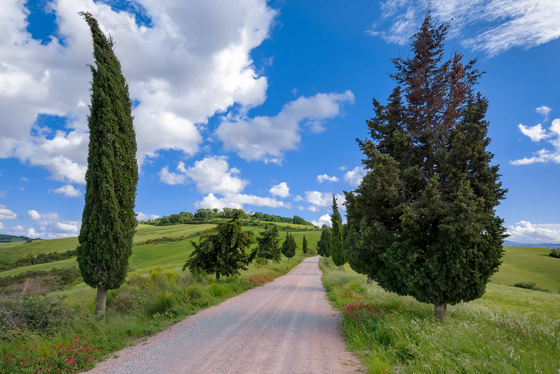 Cypress Trees in Val d'Orcia Tuscany