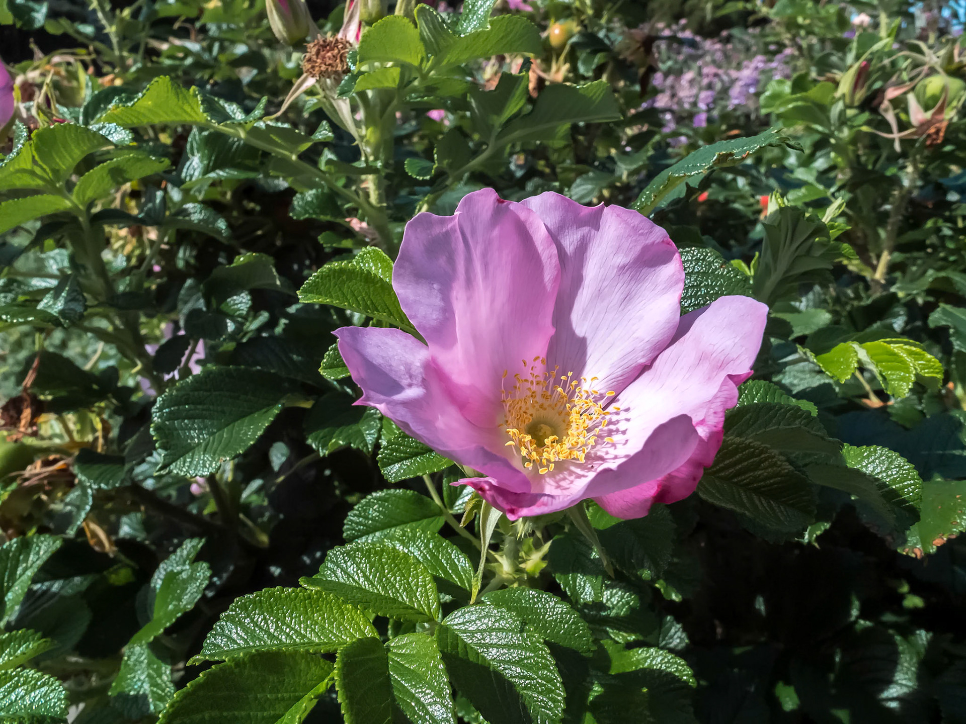 Cultivated Ornamental Dog Rose