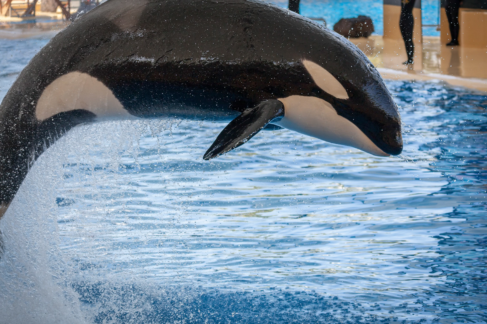 Killer Whale Show