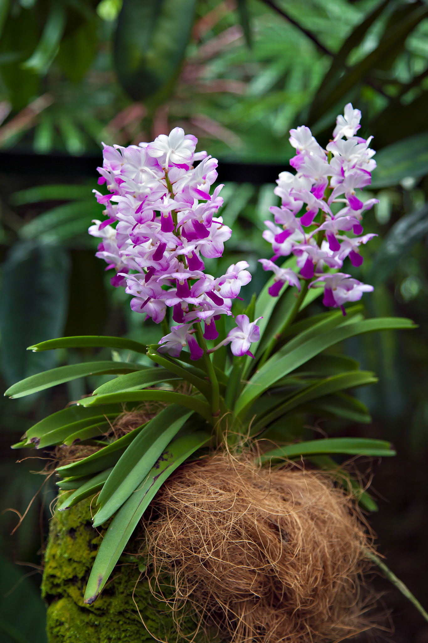 Orchid in Singapore Botannical Gardens