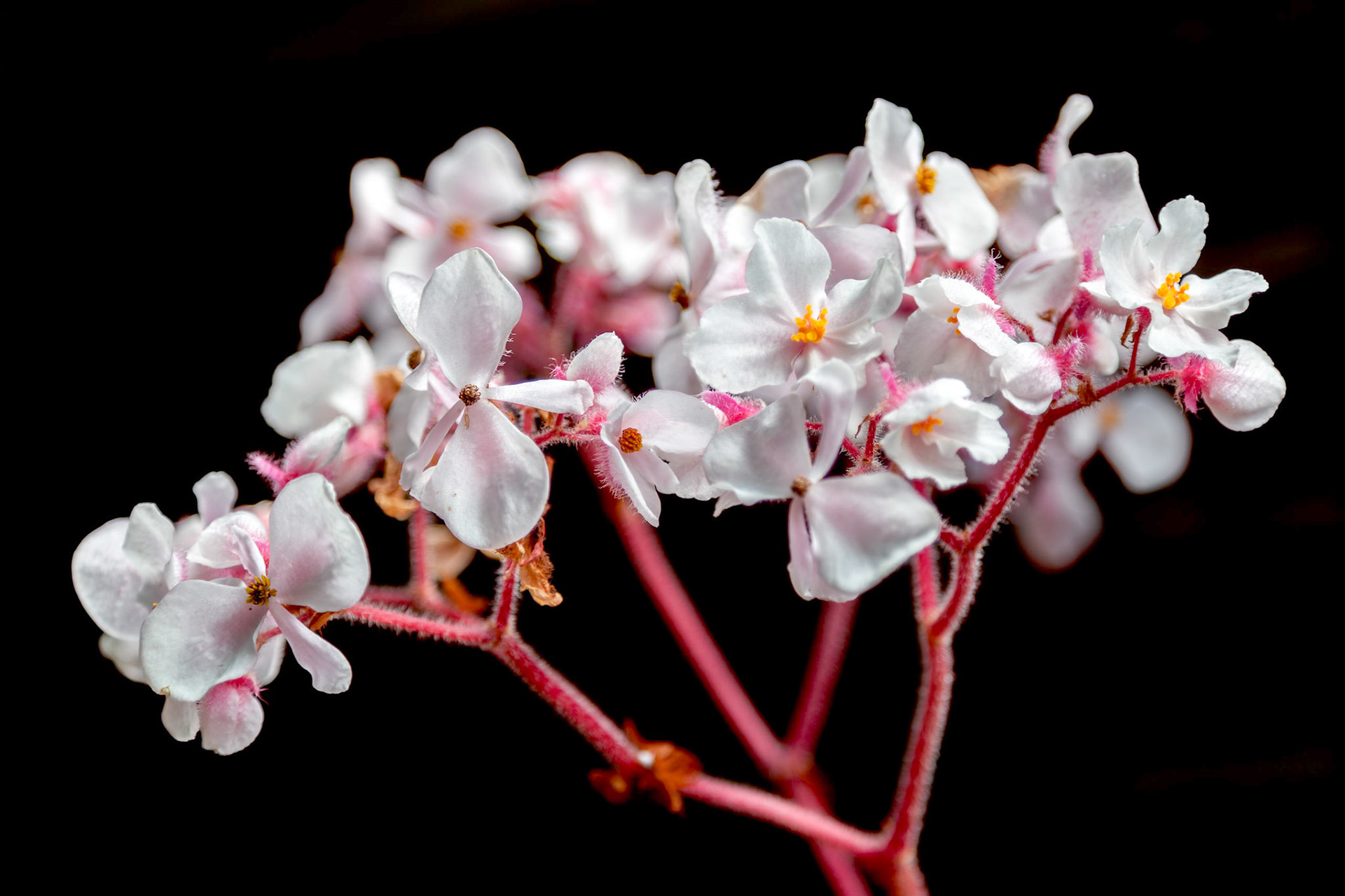 White Begonia flowering in New Zealand