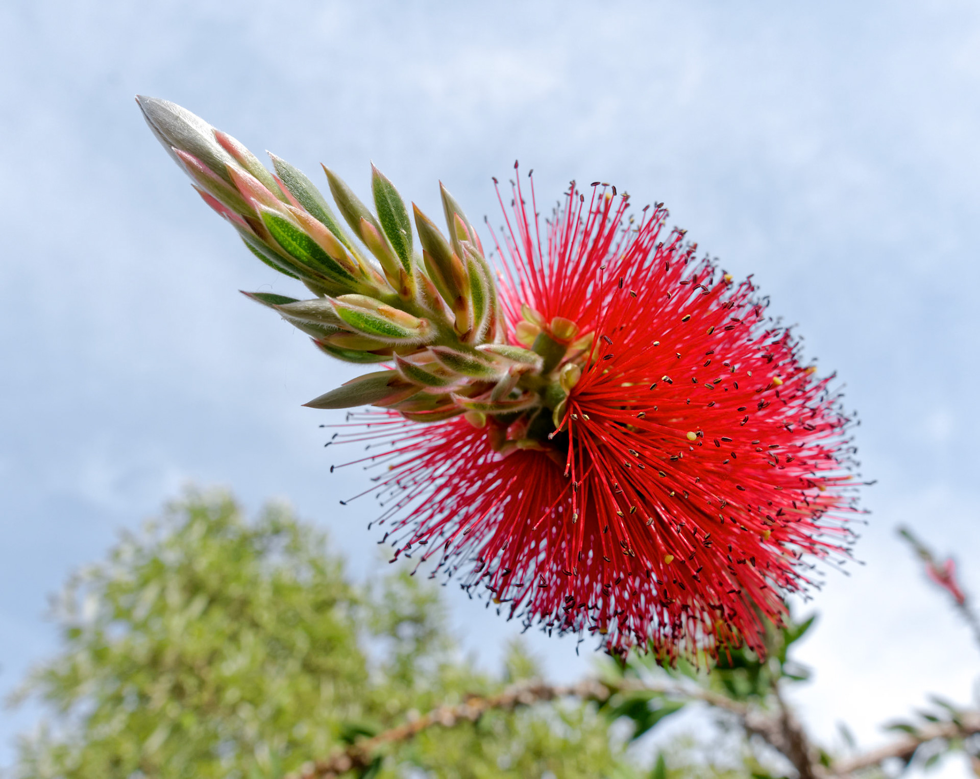 Bottlebrush Tree (Callistemon) Flowering in Sardinia