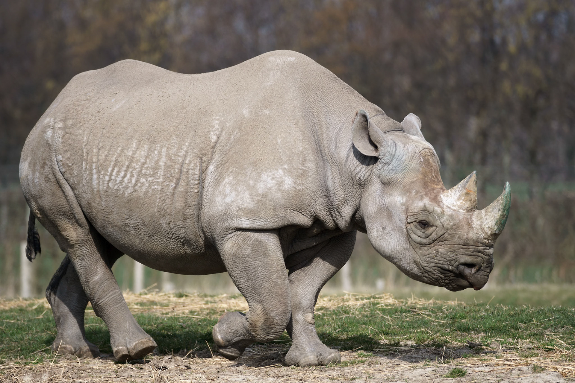 Black Rhinoceros or Hook-lipped Rhinoceros (Diceros bicornis)