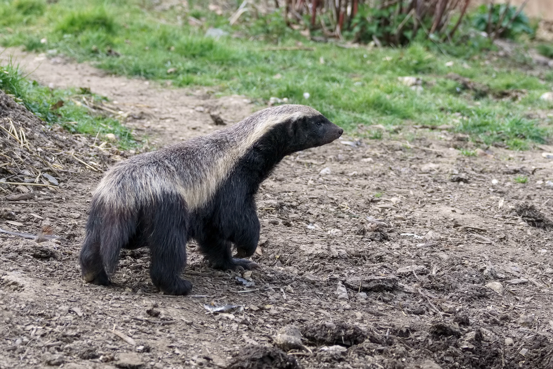 Honey Badger (Mellivora capensis) wandering around his territory
