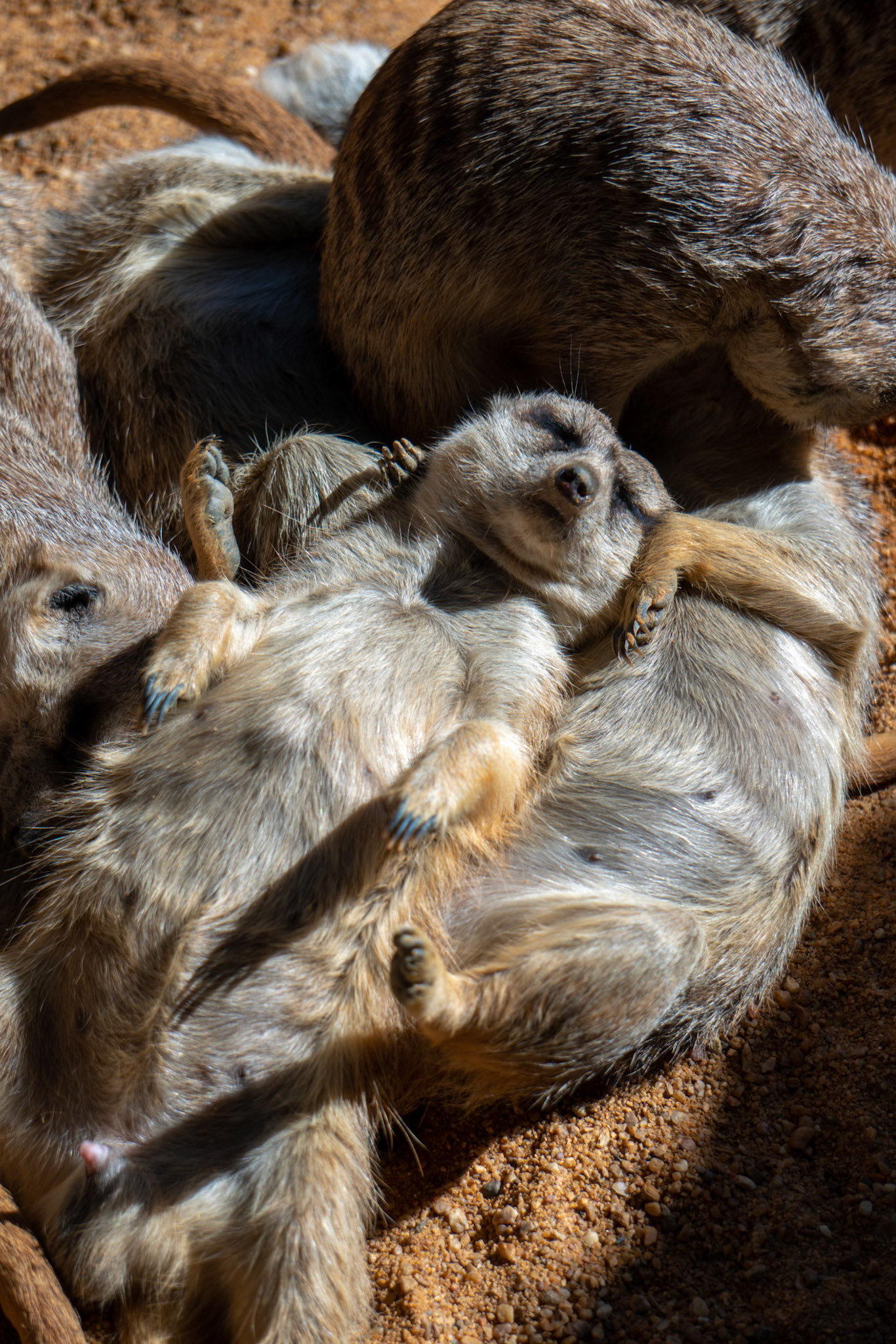 VALENCIA, SPAIN - FEBRUARY 26 : Meerkats at the Bioparc in Valencia Spain on February 26, 2019
