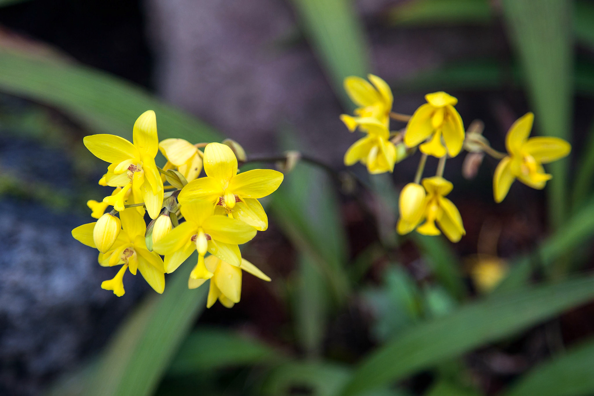 Spathoglottis Philippe 'Mathilde' (Spathoglottis vanoverberghii x Spathoglottis Lion of Singapore)