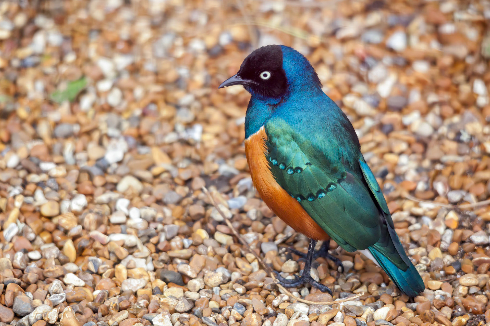 Superb Spreo Starling (Lamprotornis superbus)