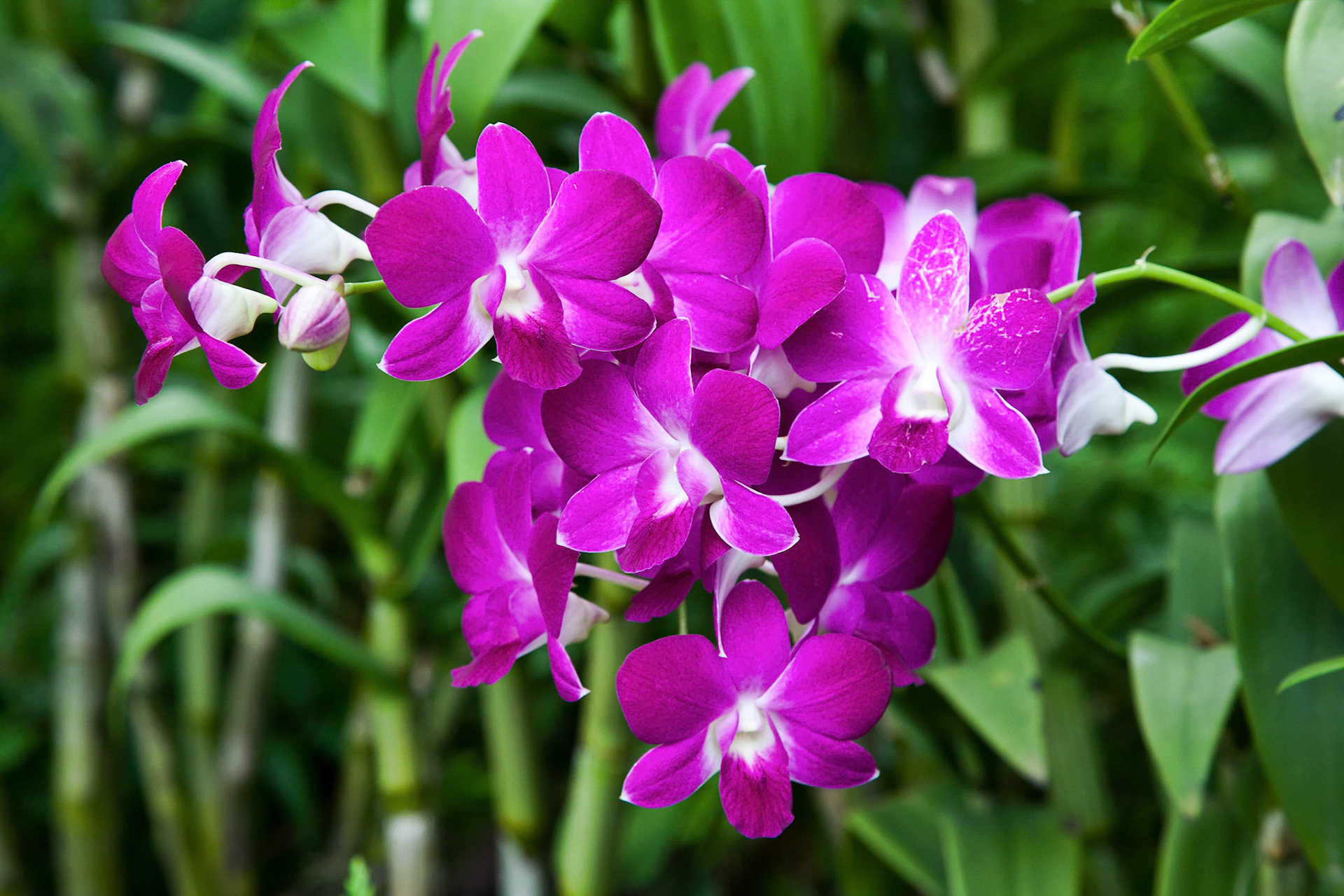 Orchid in Singapore Botannical Gardens