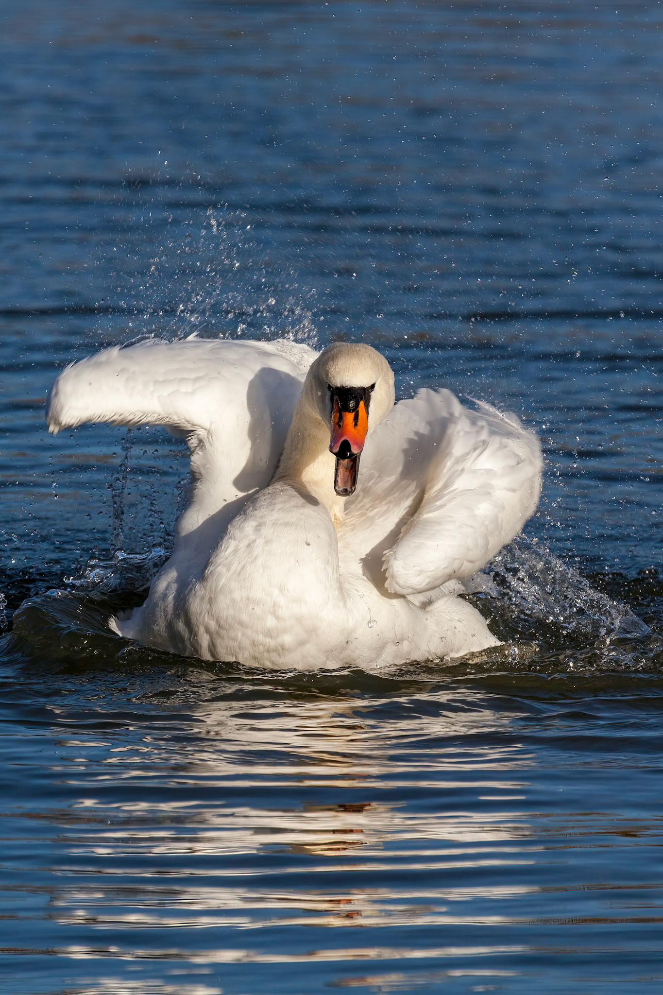 Mute Swan (Cygnus olor) splashing about in the water