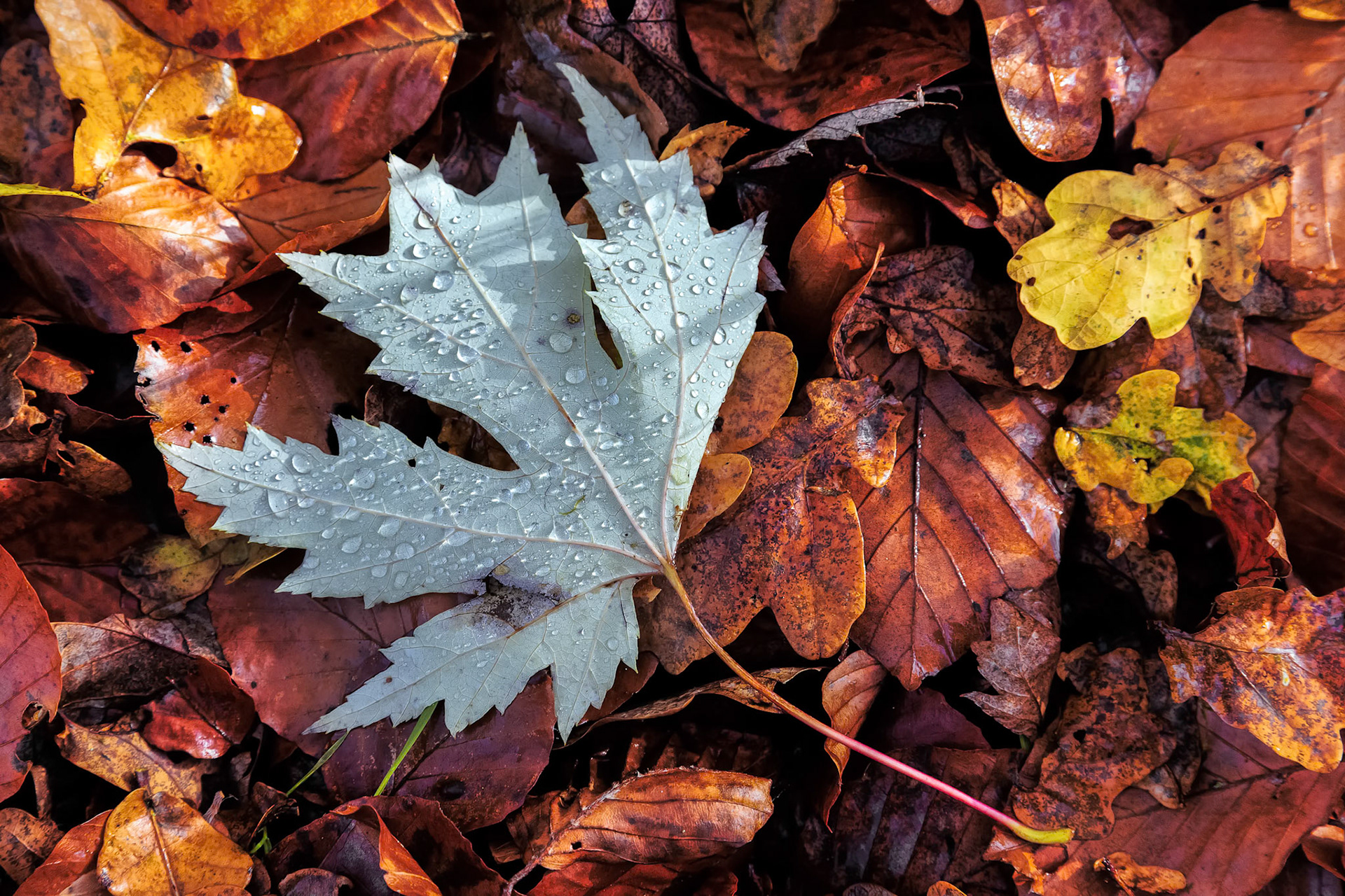Autumn Leaves