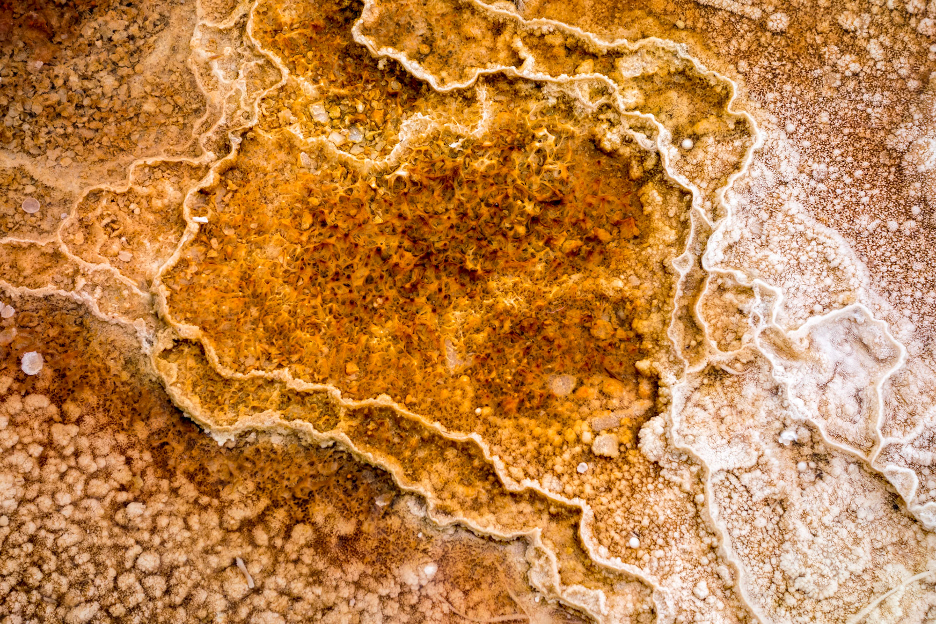 Mammoth Hot Springs
