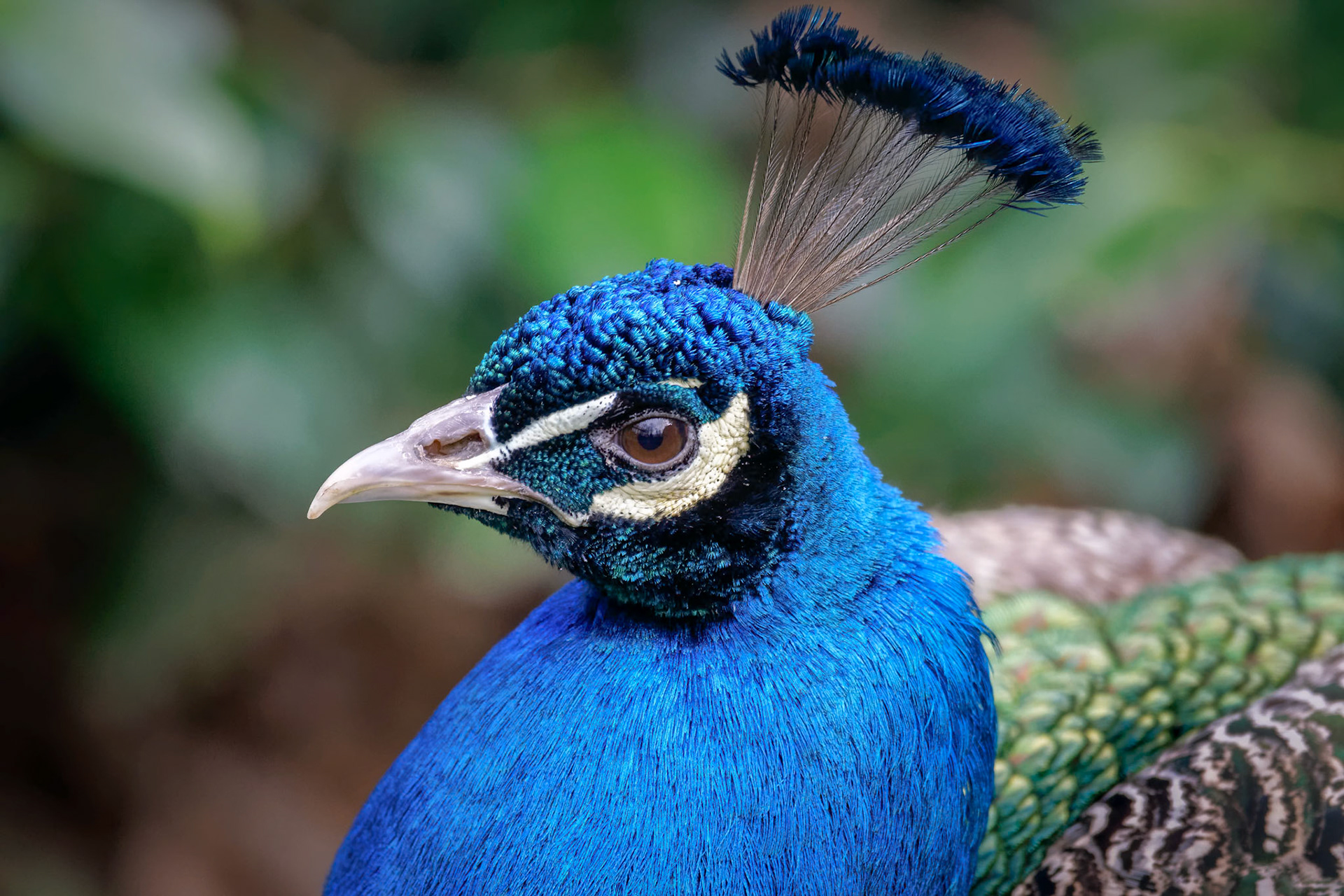 Peacock (Pavo cristatus)