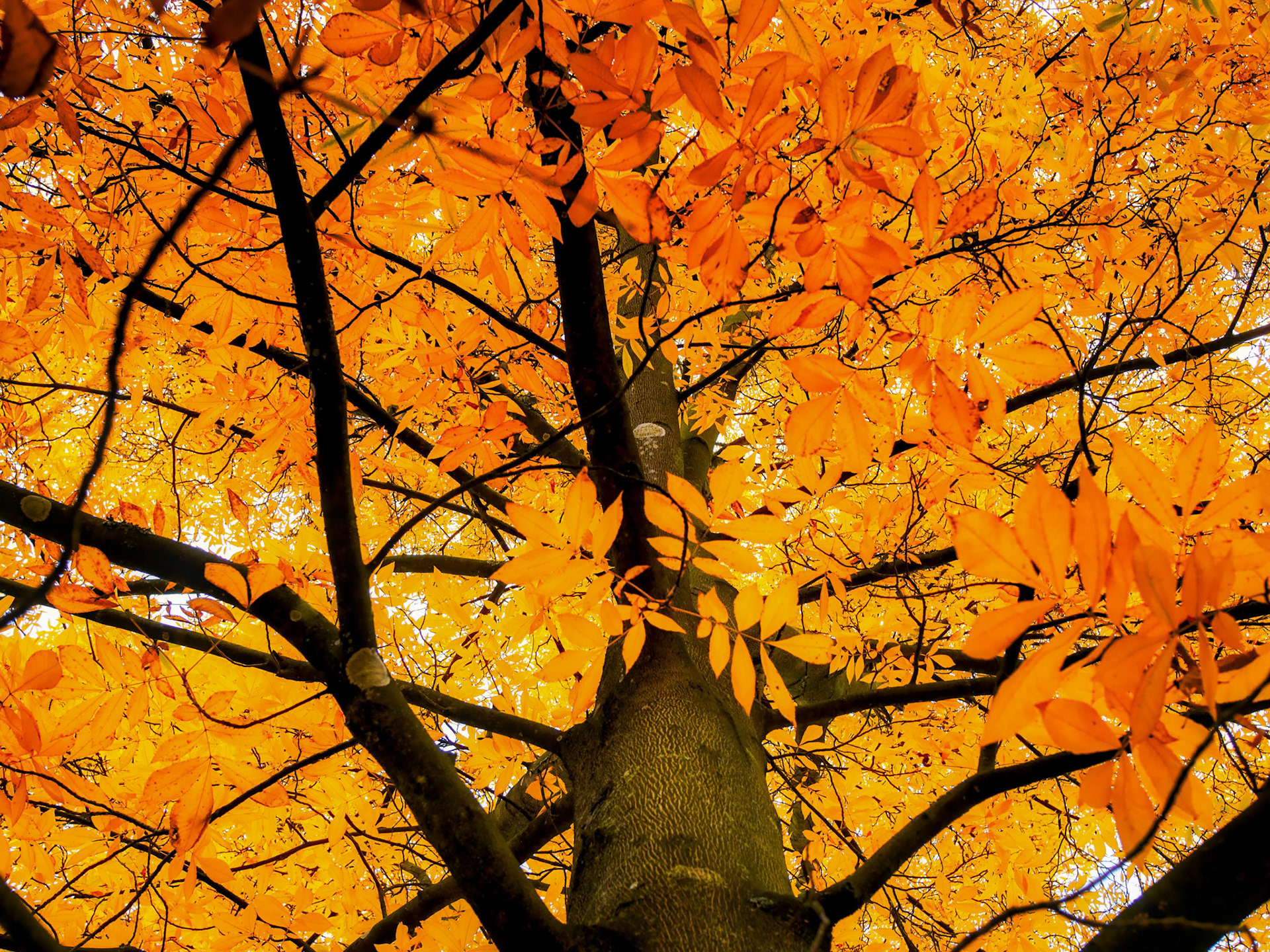 Carya Cordiformis Tree Leaves Changing Colour in Autumn