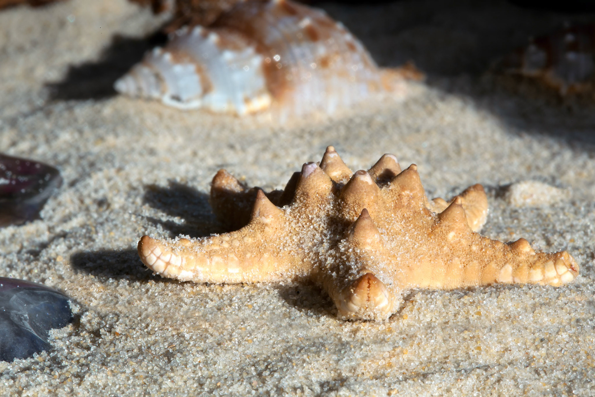 Thorney Starfish