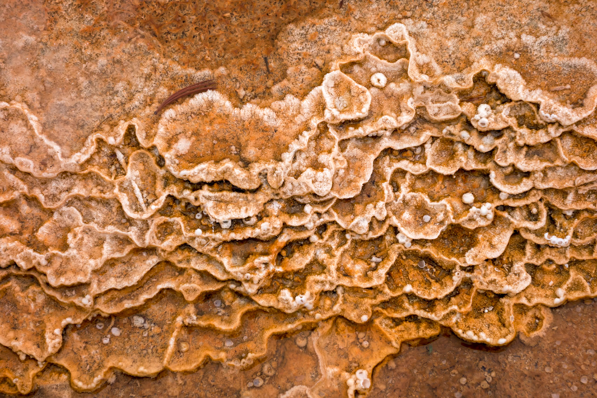 Mammoth Hot Springs