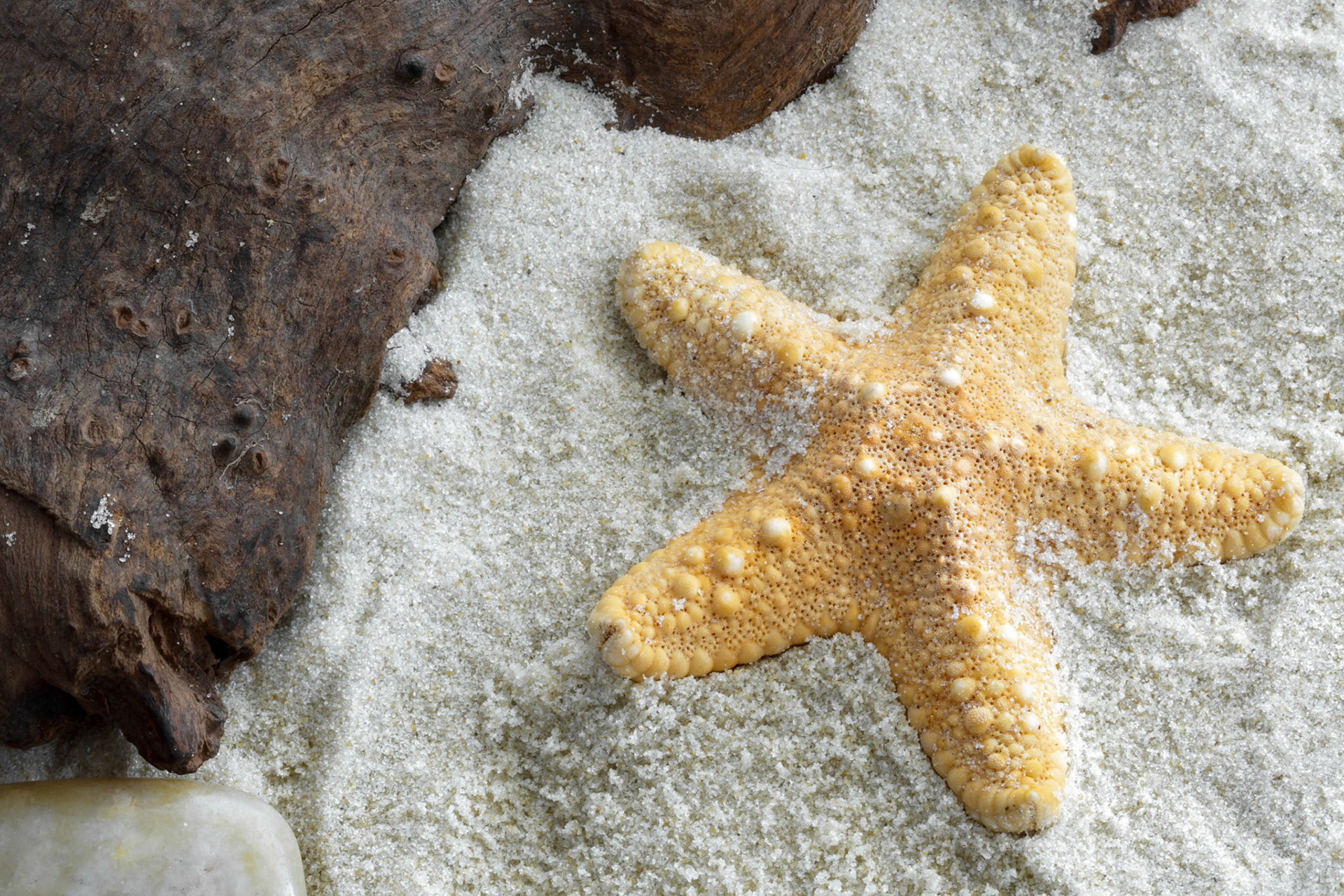 Jungle Starfish