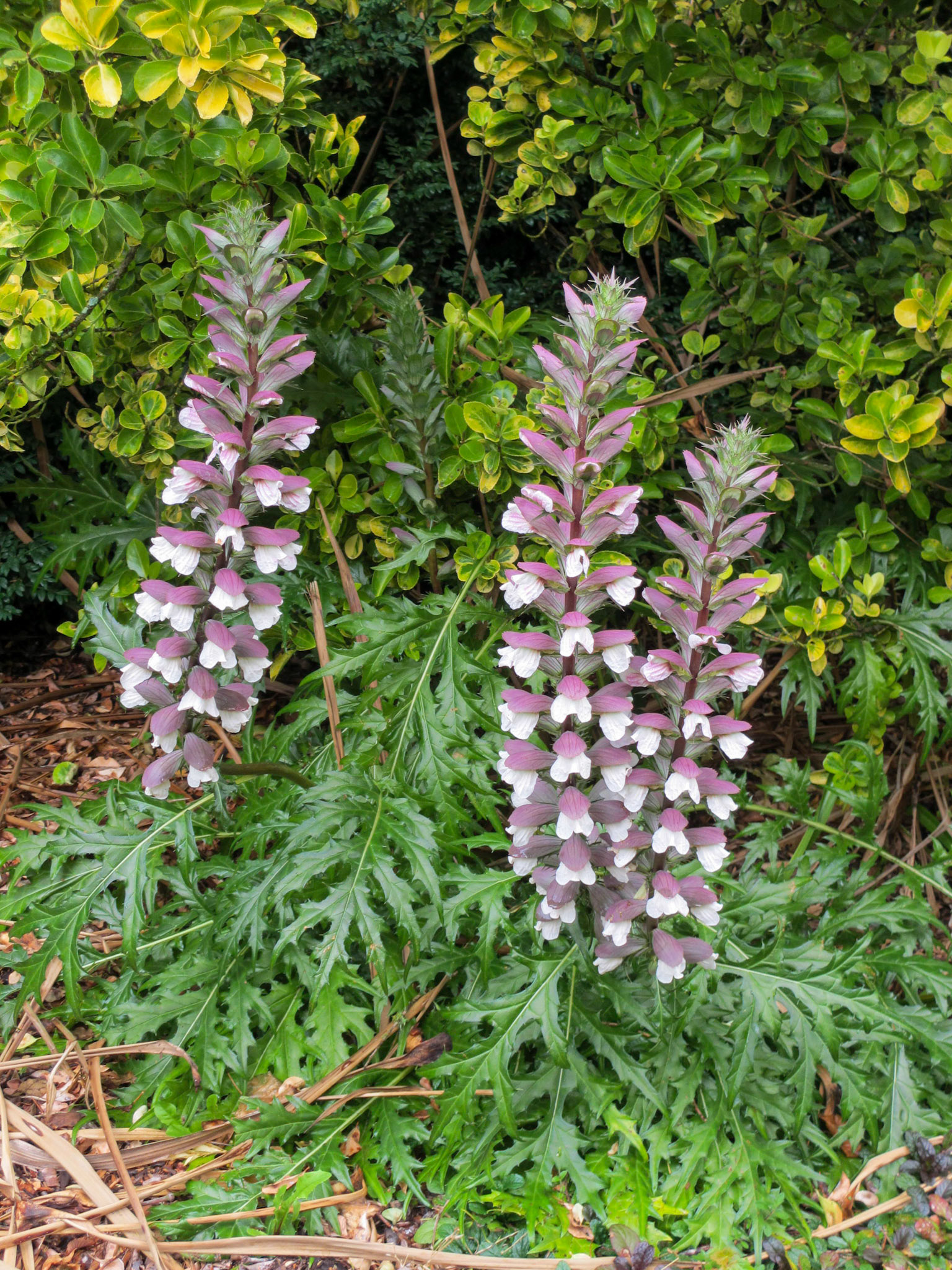 Prickly Acanthus (Acanthis spinosus)